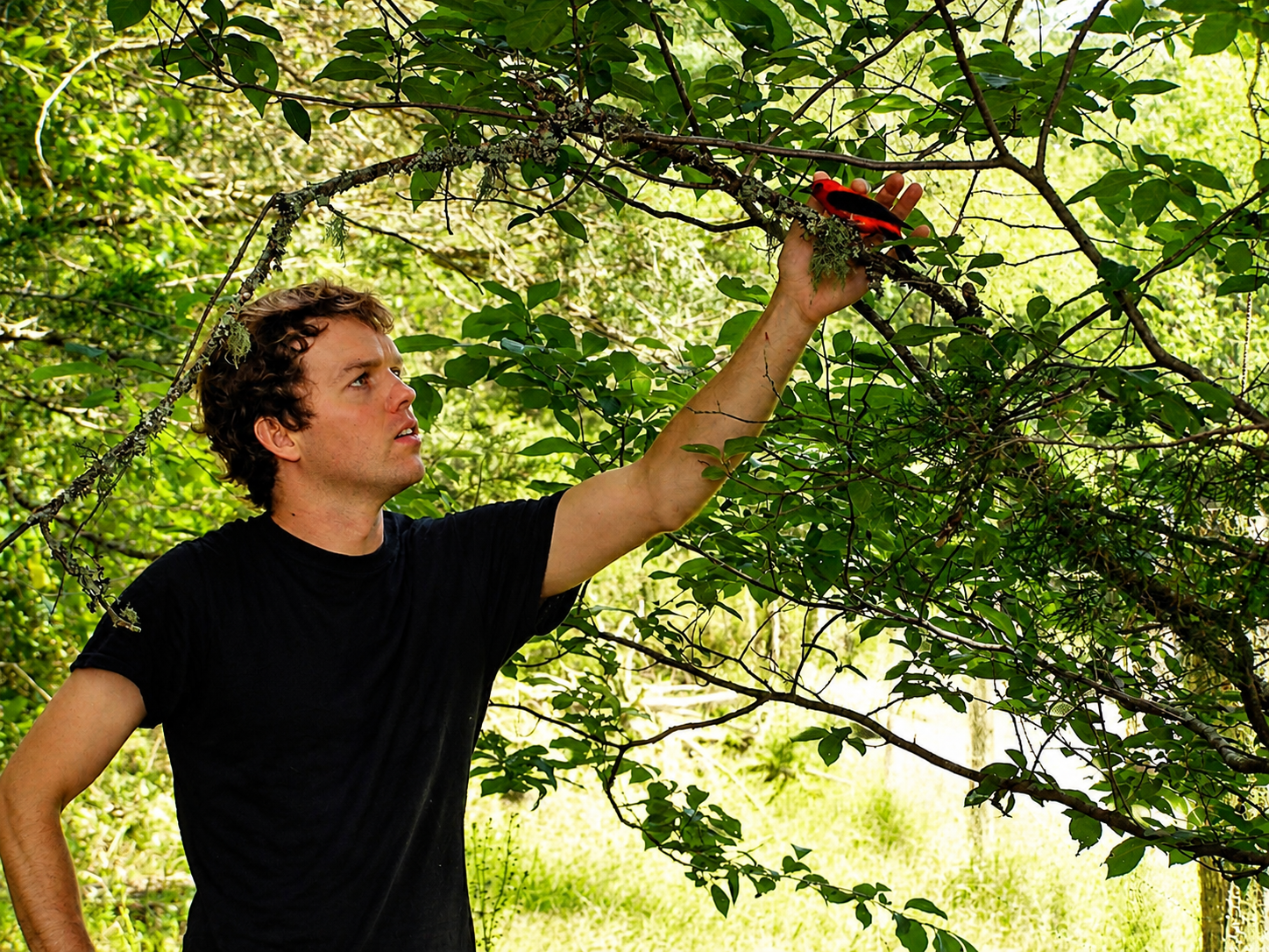 A man in a black shirt reaches up to a tree branch with a red and black bird perched on it, surrounded by lush green foliage.