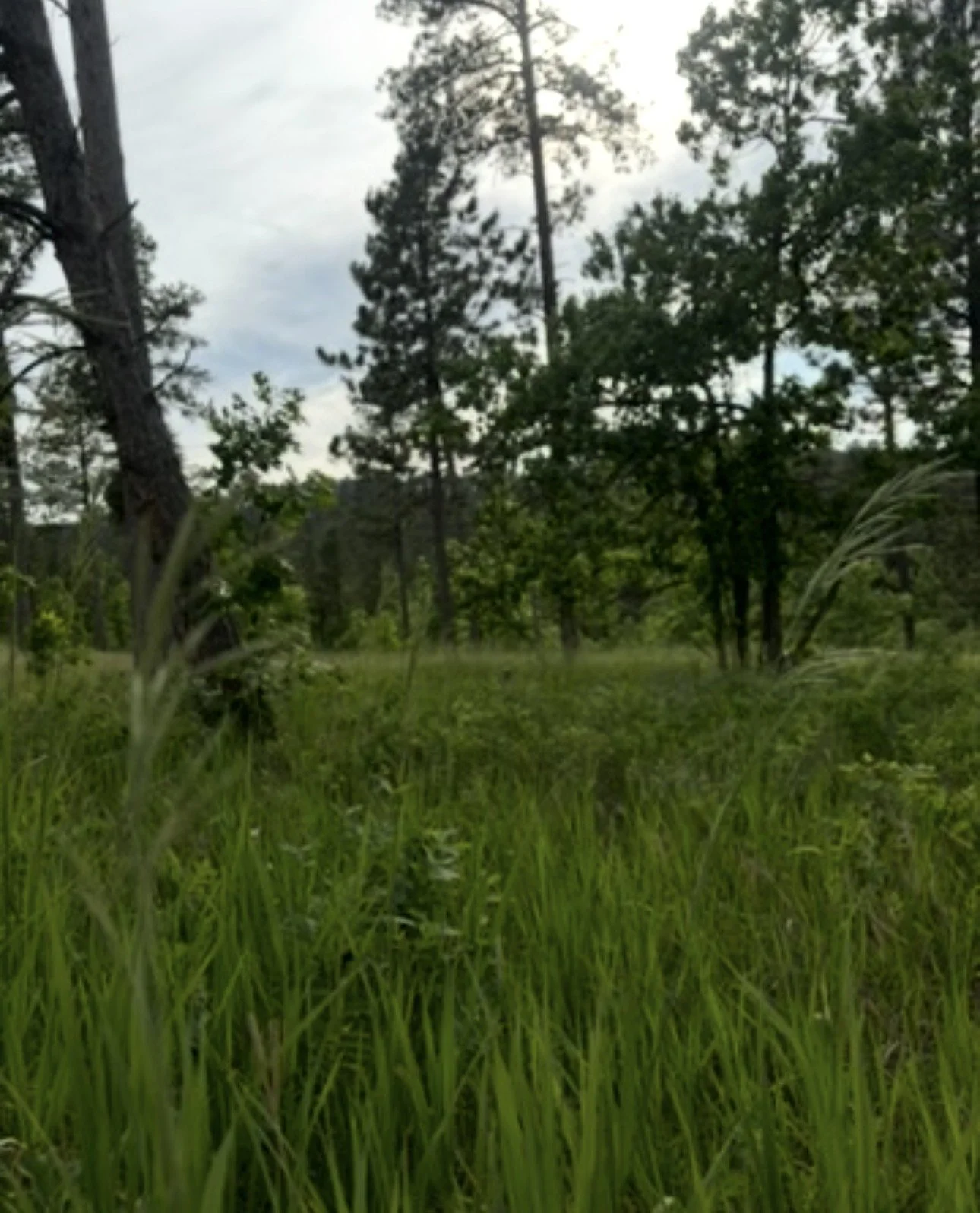 IMG_4943.jpeg