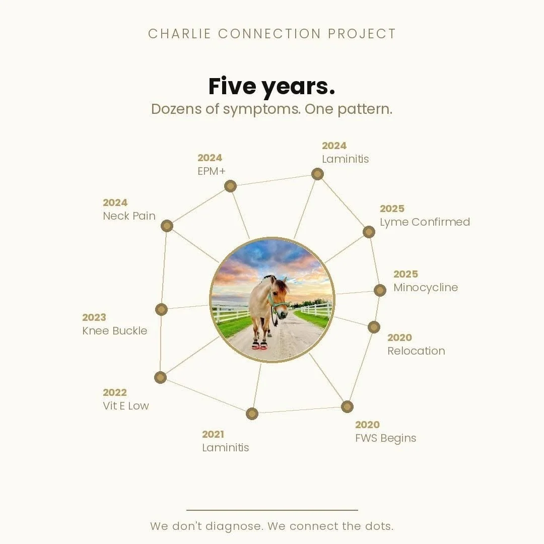 Timeline of a horse's health issues over five years with a central photo of a horse walking on a pathway, wearing shoes, with a sunset background. Events include knee buckle in 2023, low vitamin E in 2022, fainting in 2021, and symptoms like neck pain, EPM, laminitis, Lyme, and minocycline between 2020 and 2025. Text reads 'Charlie Connection Project,' 'Five years,' and 'We don't diagnose. We connect the dots.'