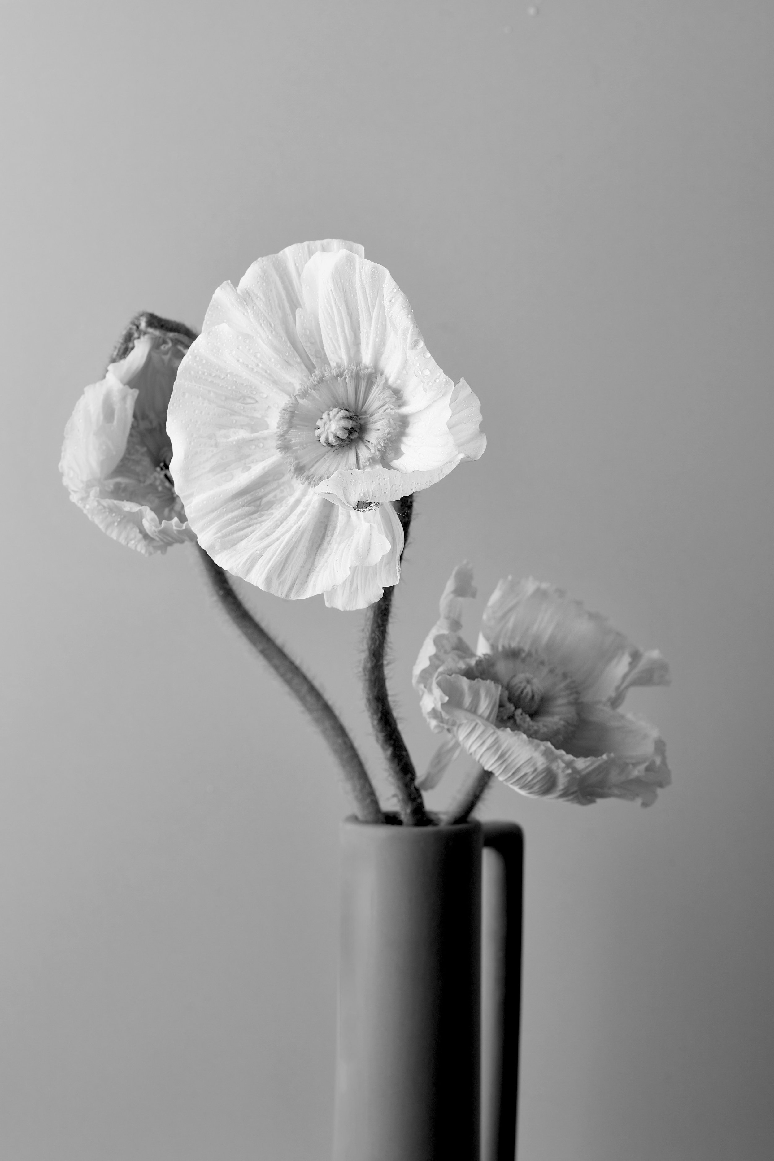 Black and white photograph of poppy flowers in a vase with a plain background.