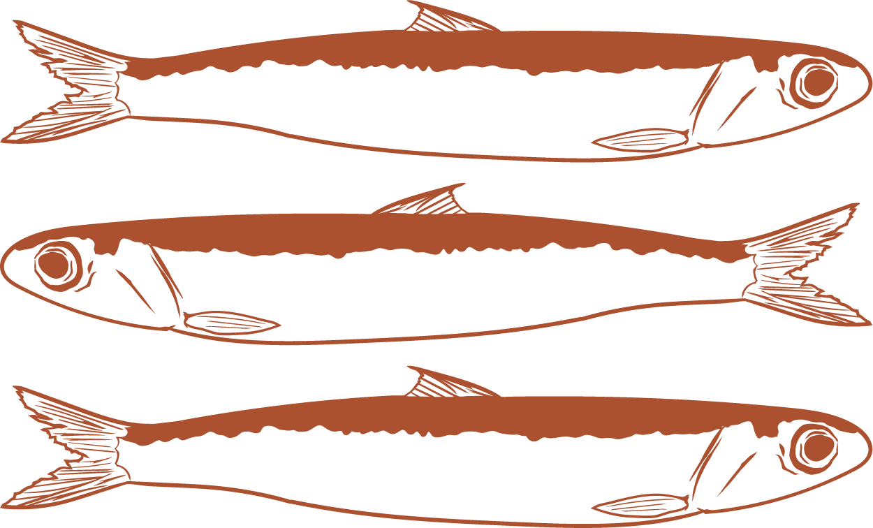Custom branding for saltbox Creative featuring hand drawn anchovie illustrations