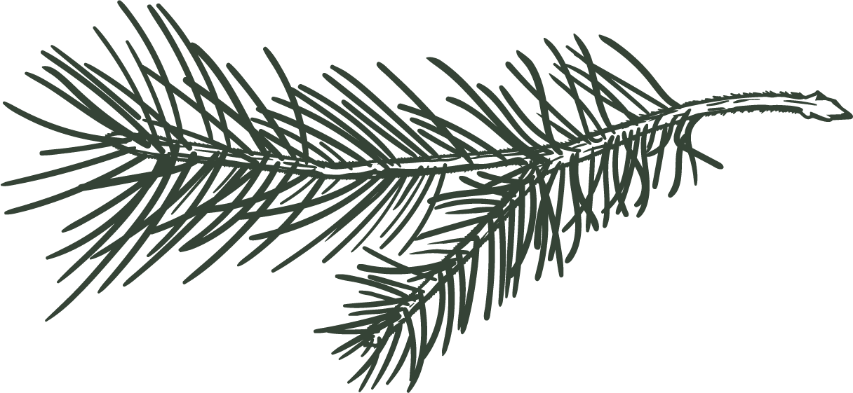 A digital illustration of a pine tree branch with pine needles.