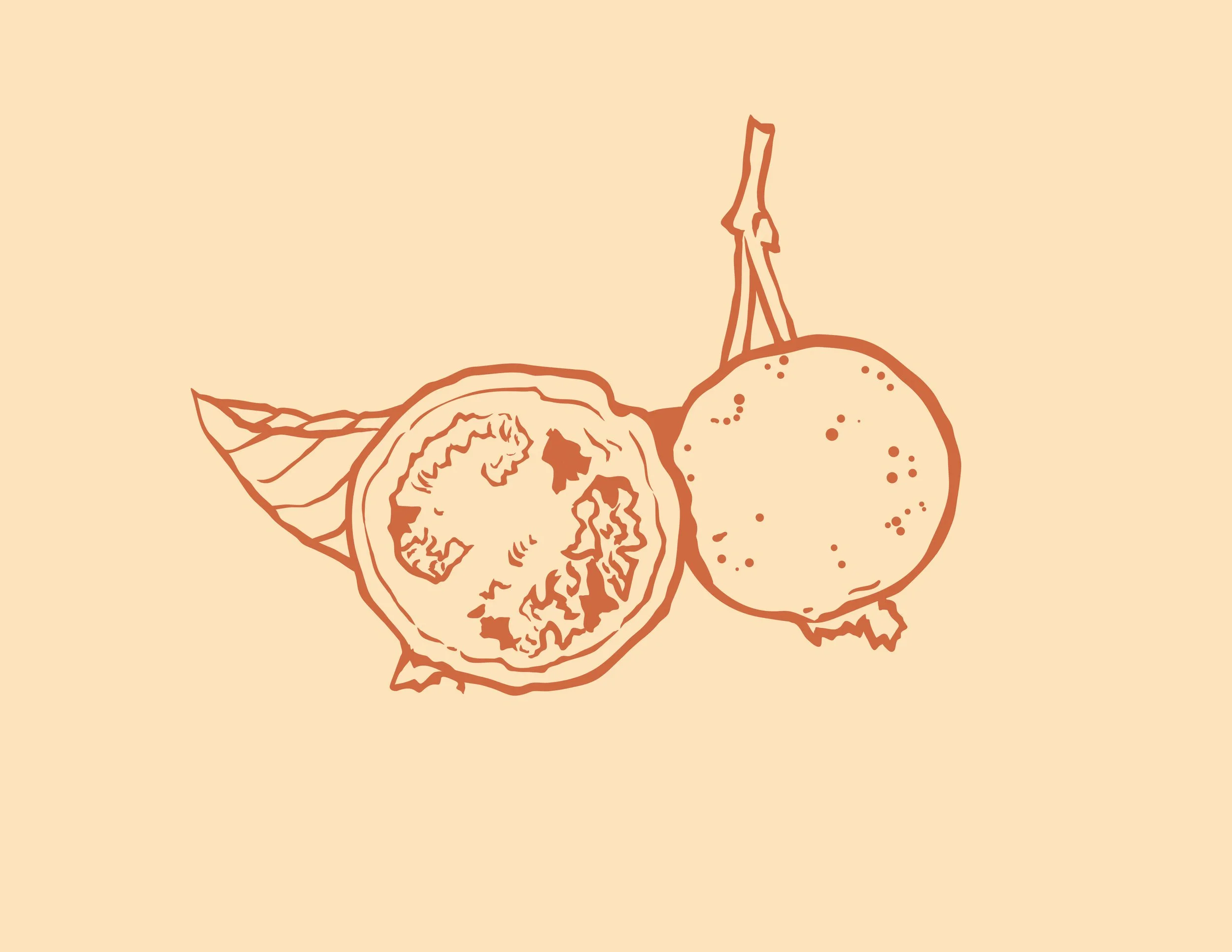Cut-Guava-Illustration.jpg