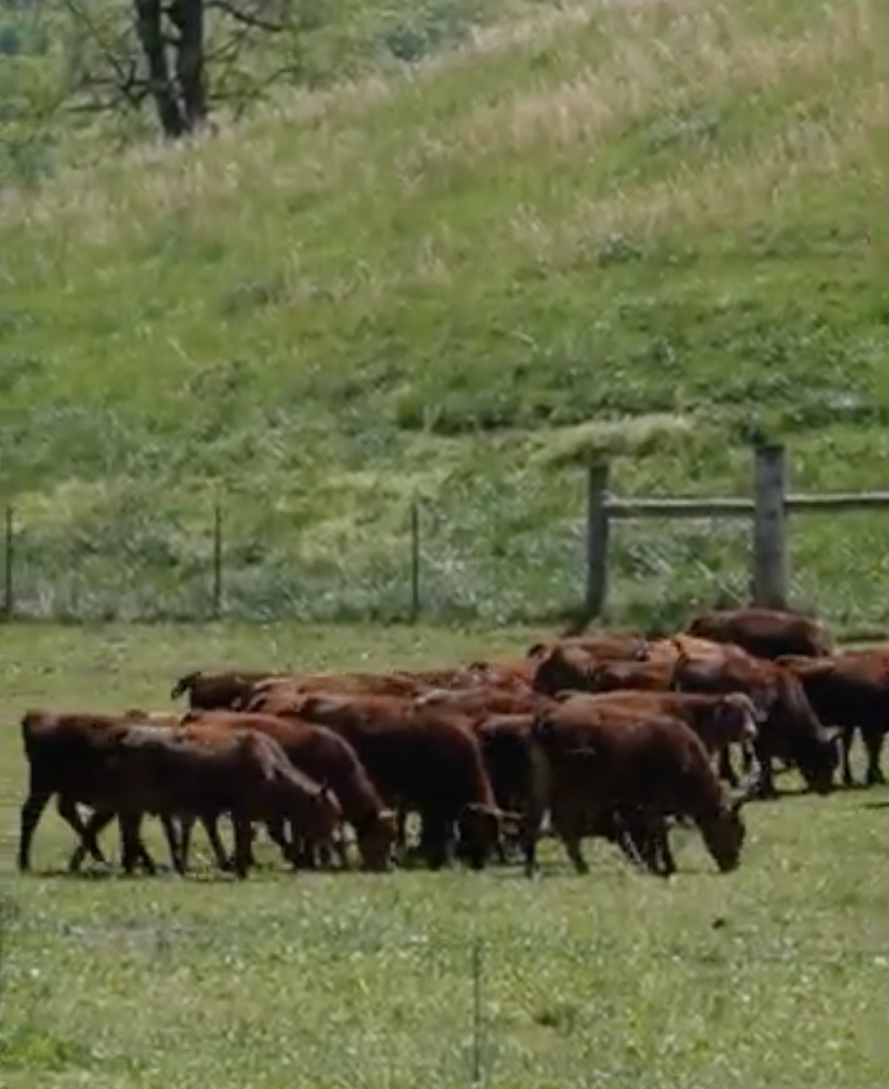 A herd of cattle grazing on a grassy field with a hill, a fence, and a tree in the background at Big Ivy Beef in Barnardsville, North Carolina