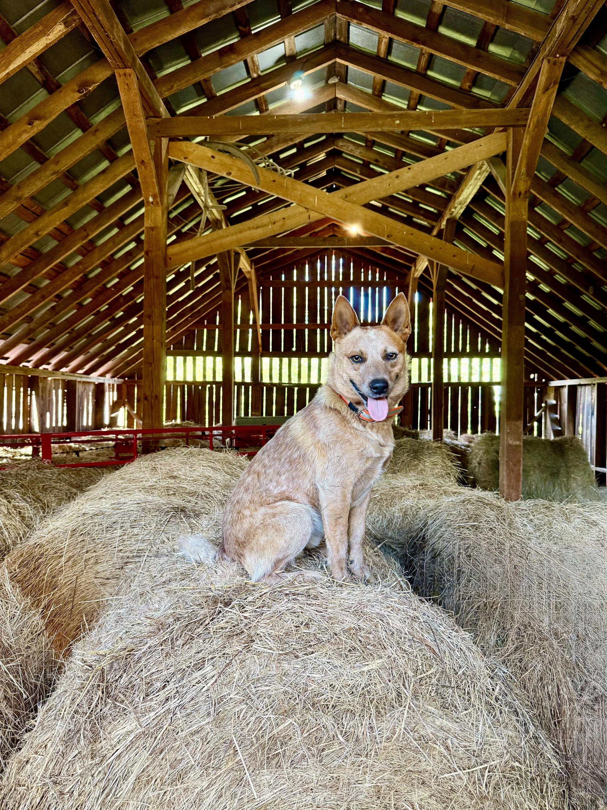 A light brown dog with blue eyes sitting on hay in a wooden barn.