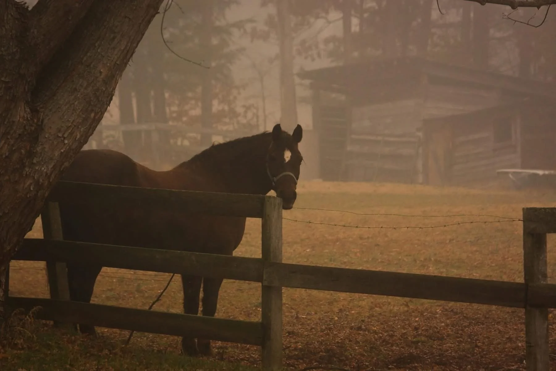 A horse standing behind a wooden fence on a foggy autumn day, with trees and a barn in the background. Lucky, Shayne's horse in Black Mountain, North Carolina.