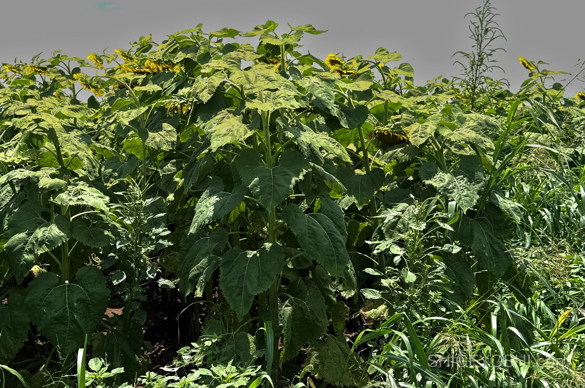 Droopy sunflowers