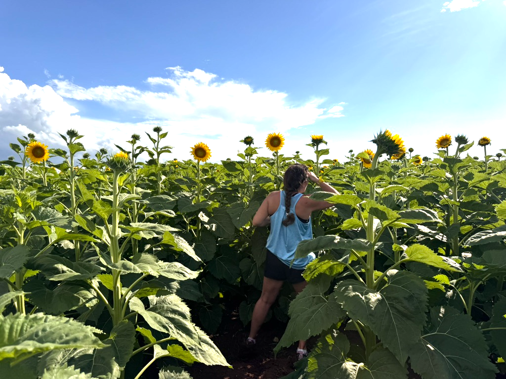 A woman navigating narrow rows between towering sunflowers under a bright blue sky