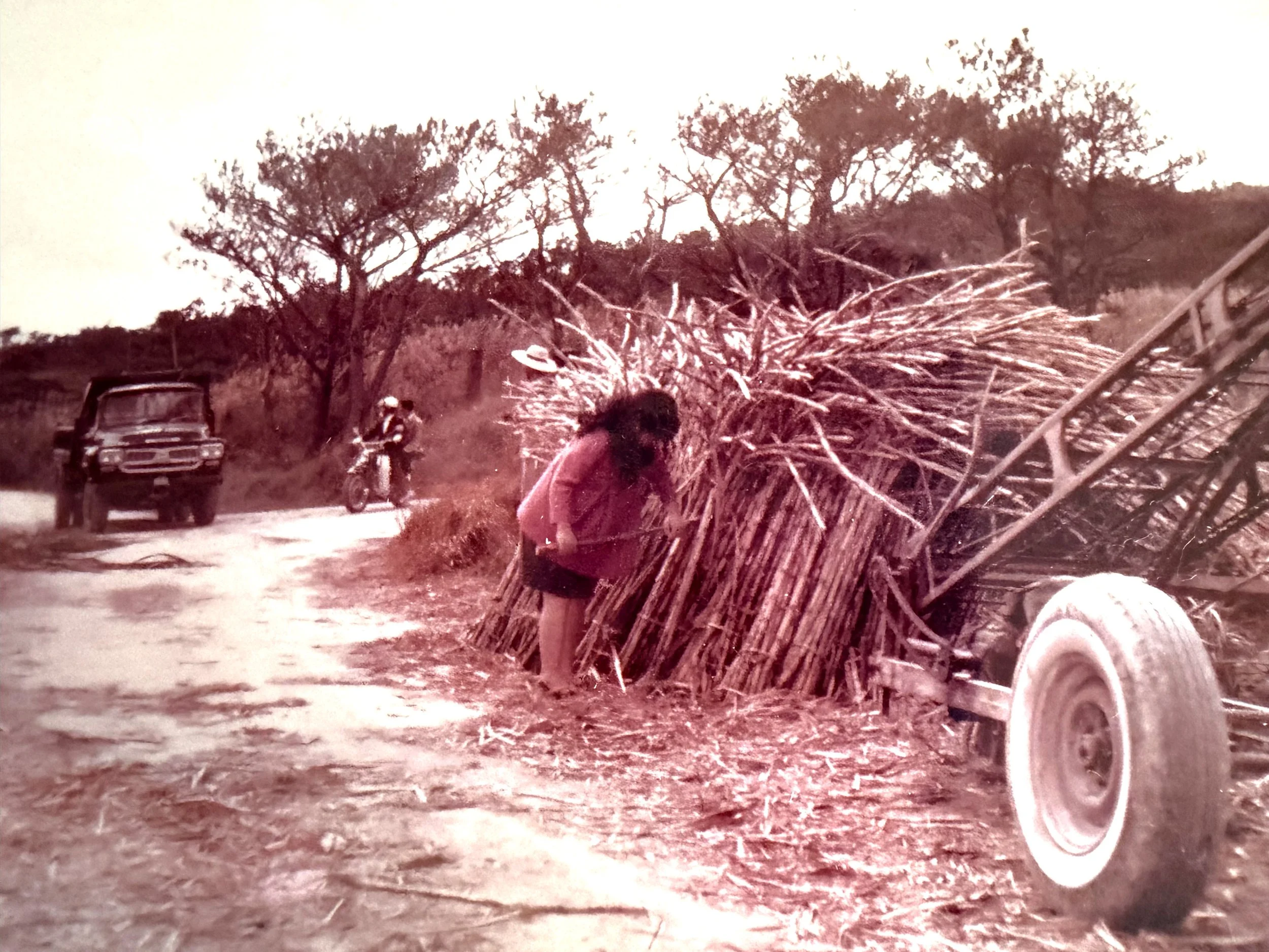 Mom at sugarcane road: Woman standing beside sugarcane alongside rural road