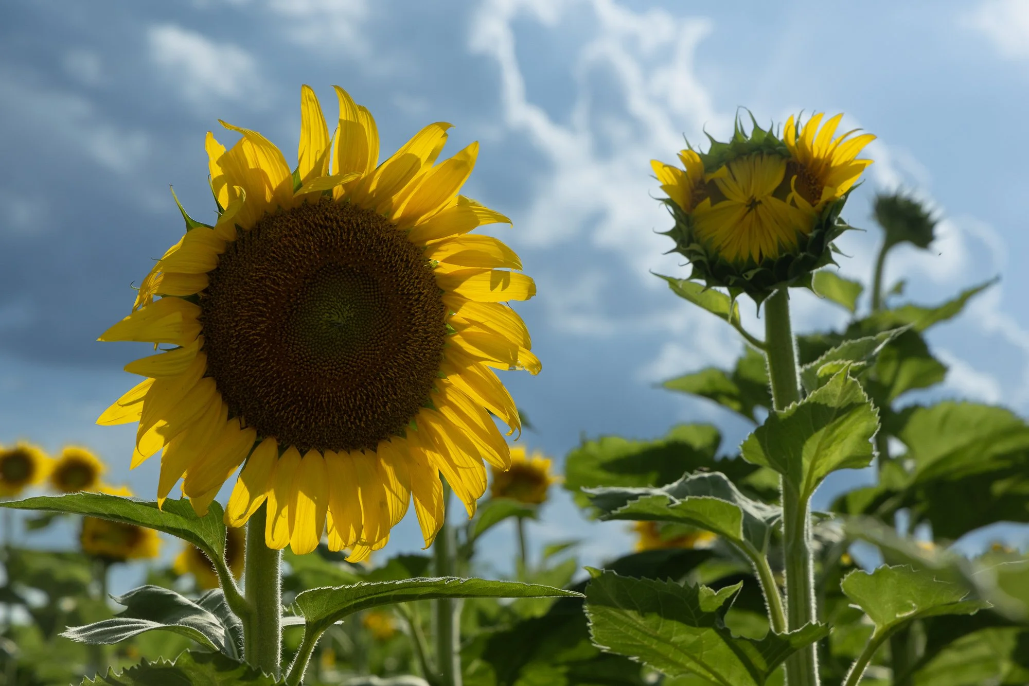 Sunflowers and Ice Cream — Part 1