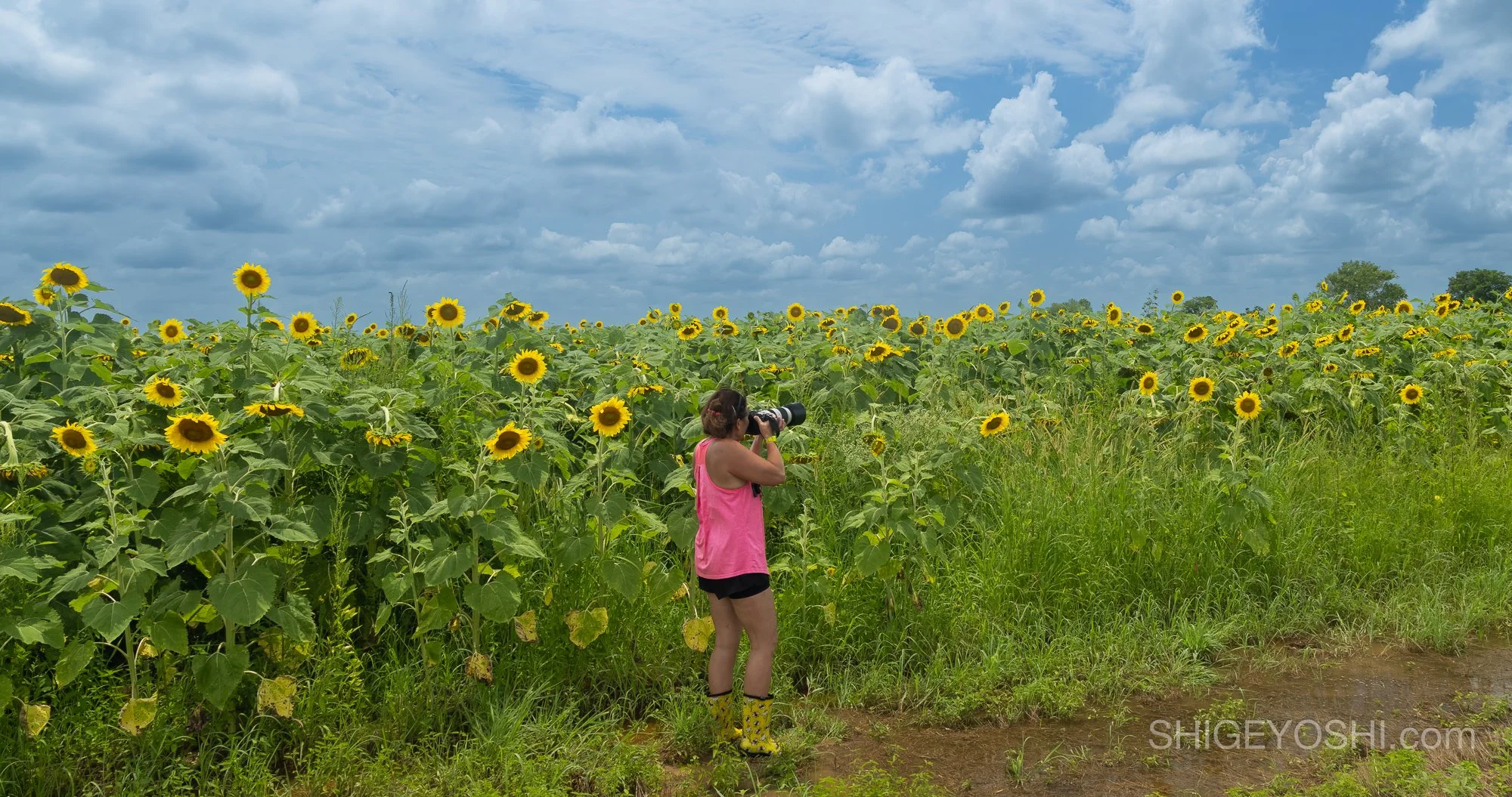 Sunflowers and Ice Cream — Part 2