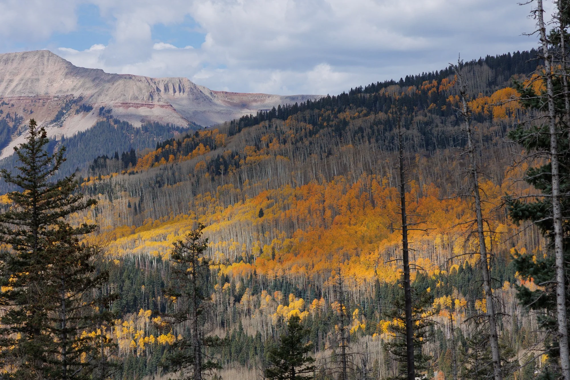 Golden and orange aspen trees covering a mountainside in peak autumn color with rocky peaks rising above.