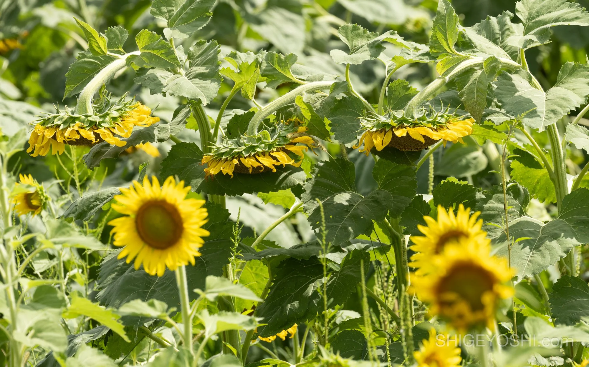 Three sunflowers bowing their heads at the end of their bloom cycle