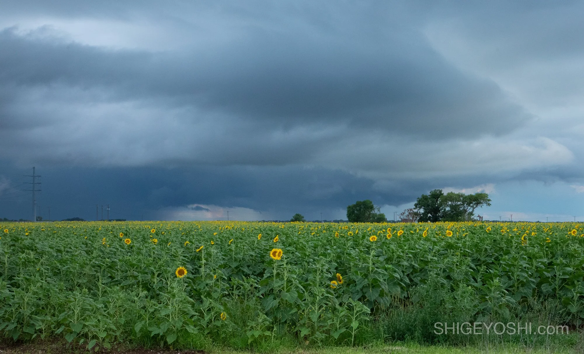 A sunflower field under heavy storm clouds with a shelf cloud visible on the horizon