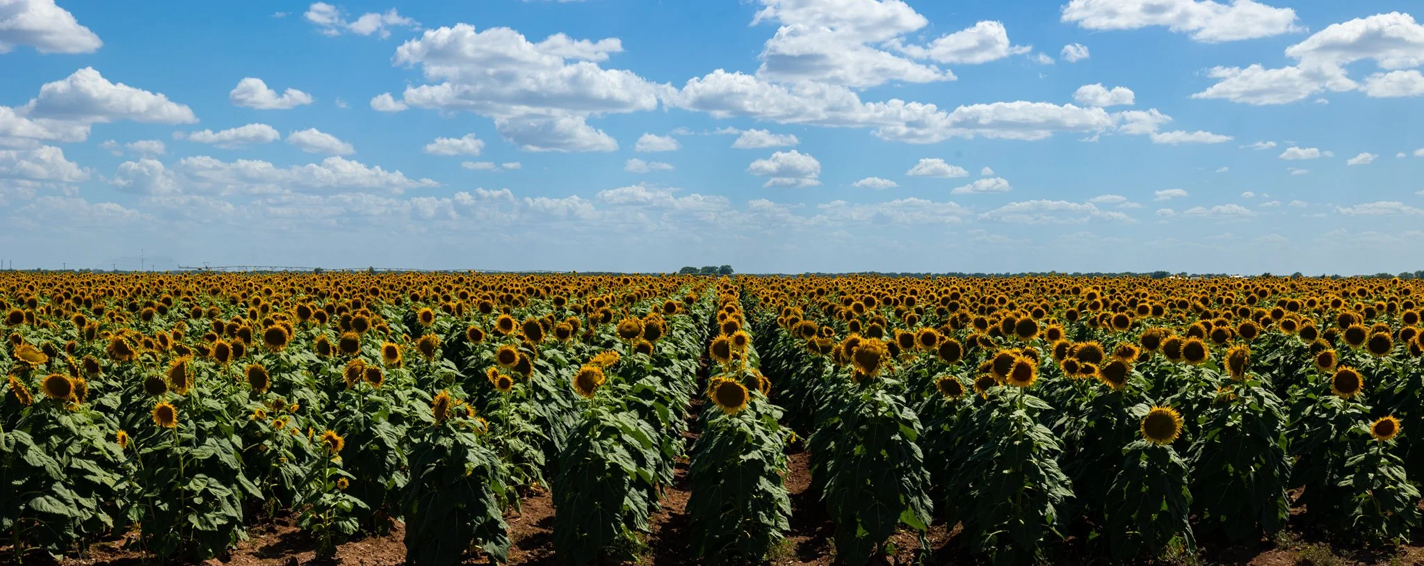 Sunflower field under blue sky — American heartland road trip destination.