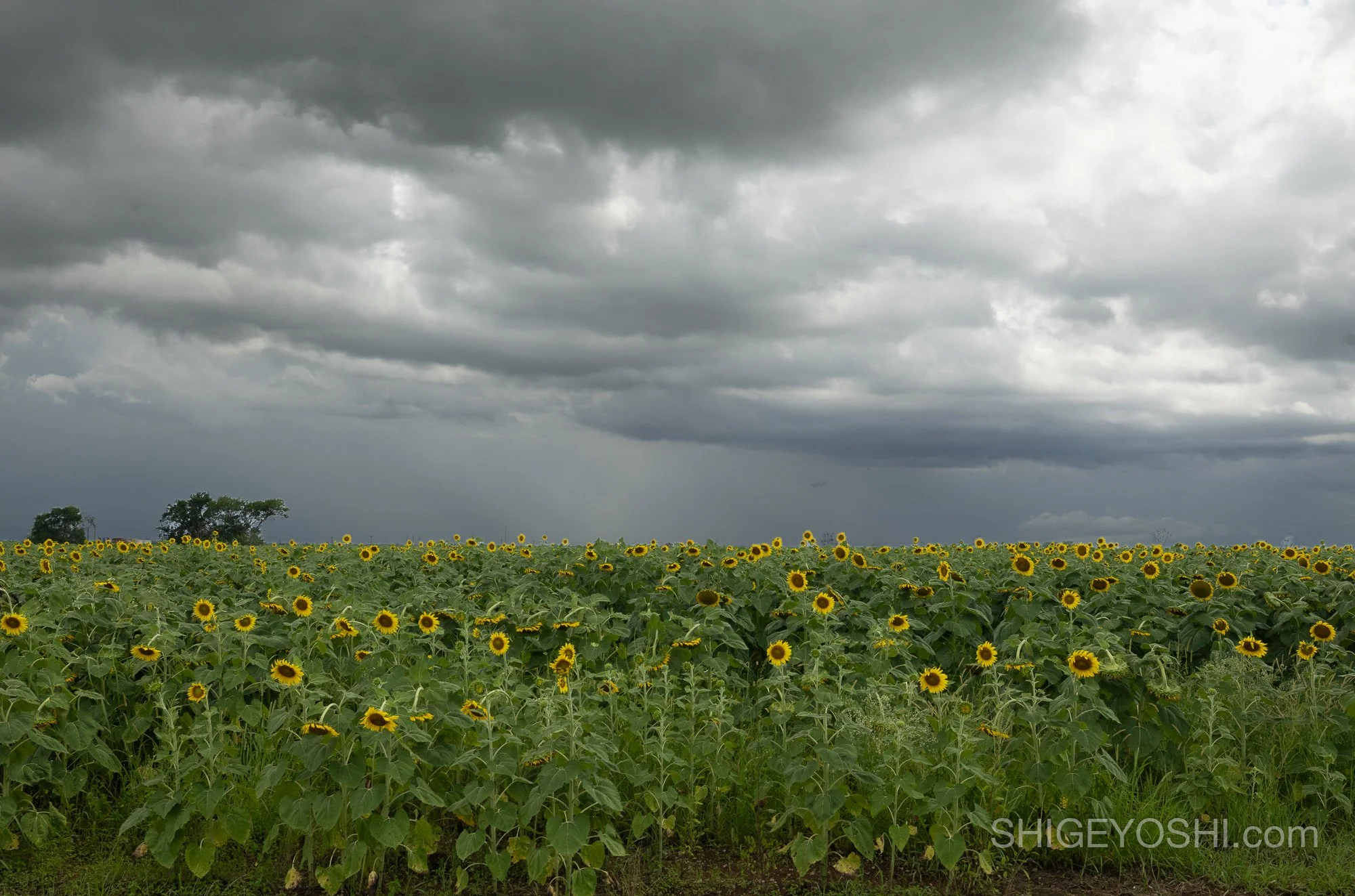 Dark storm clouds rolling over a vast sunflower field in Texas