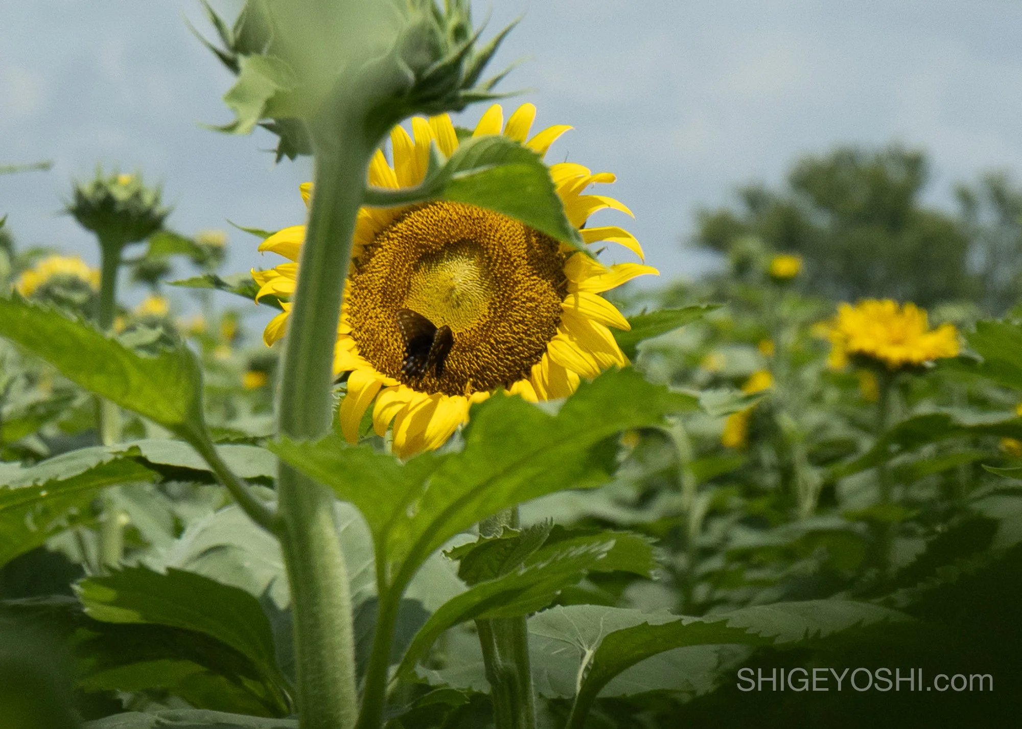 A black butterfly resting on a sunflower in a Texas field