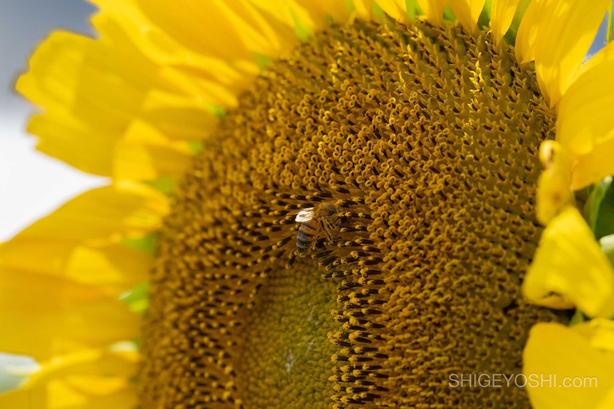 A honeybee foraging on the center of a large sunflower in a Texas field