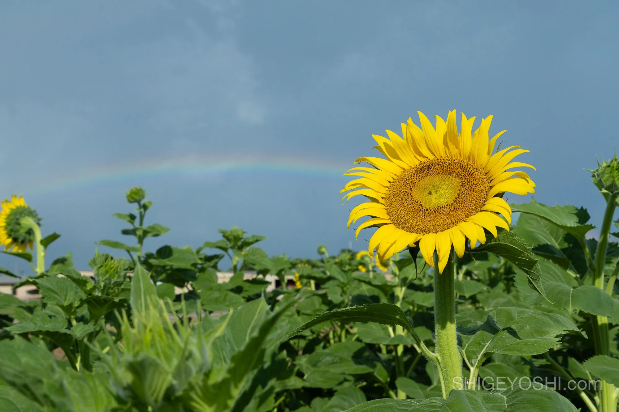 A bright yellow sunflower facing the camera with a rainbow arching across a stormy blue sky in the background