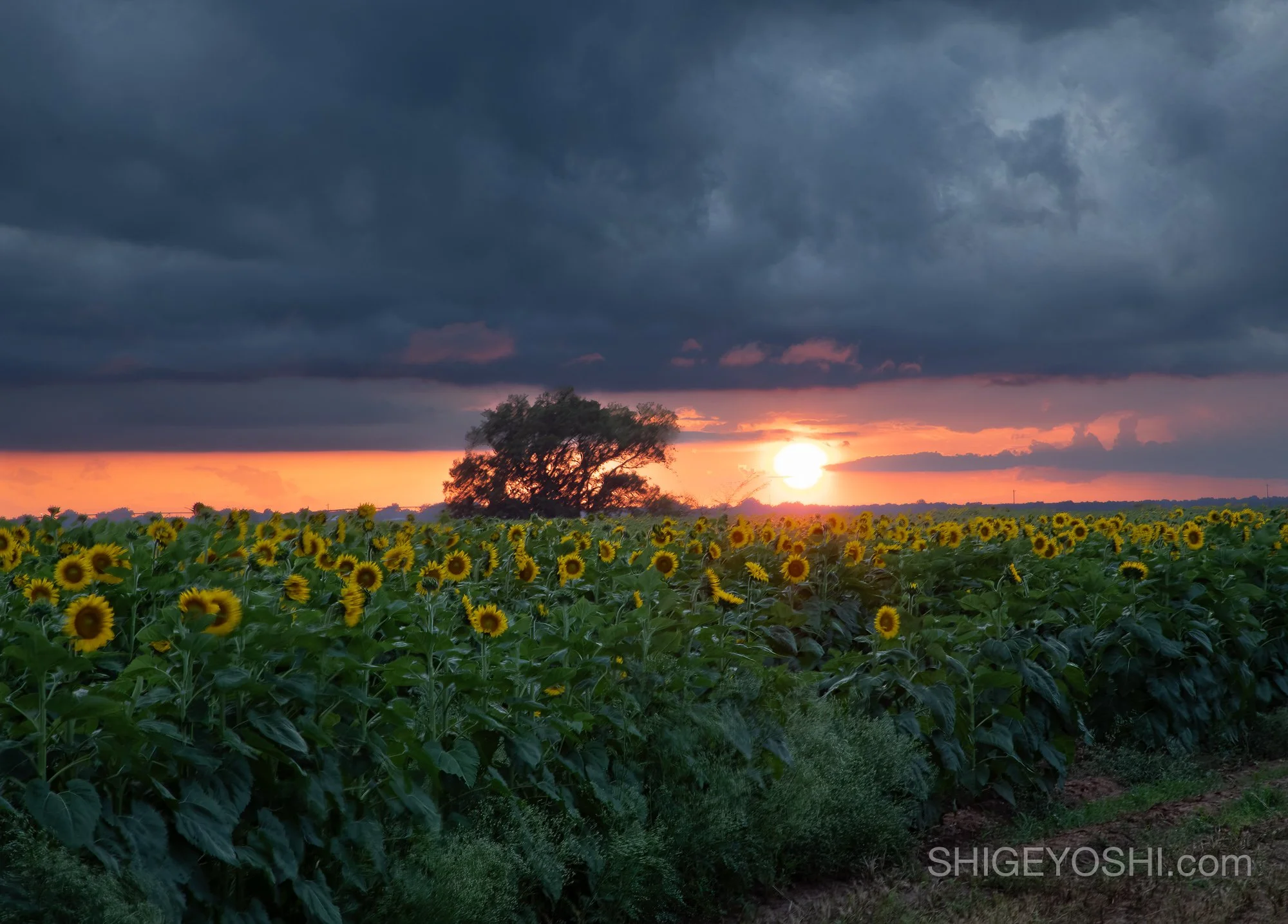 A sunflower field at golden hour with a fiery orange sunset and silhouetted tree under stormy skies