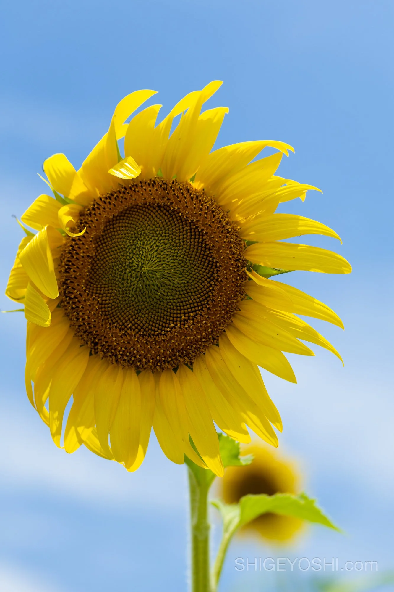 Wind blown sunflower