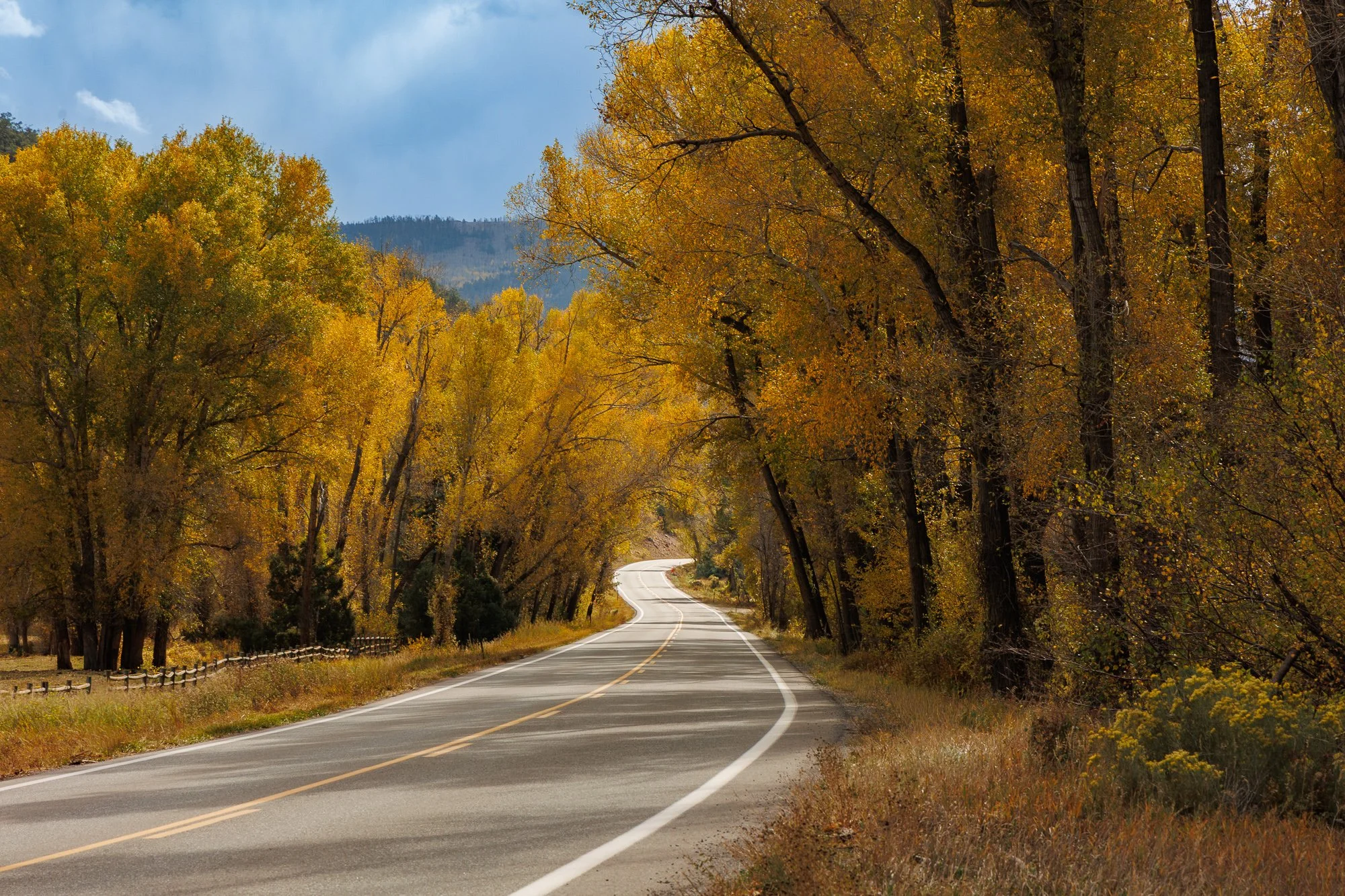 A winding two-lane road lined with golden cottonwood trees in full autumn color, disappearing into a mountain landscape.