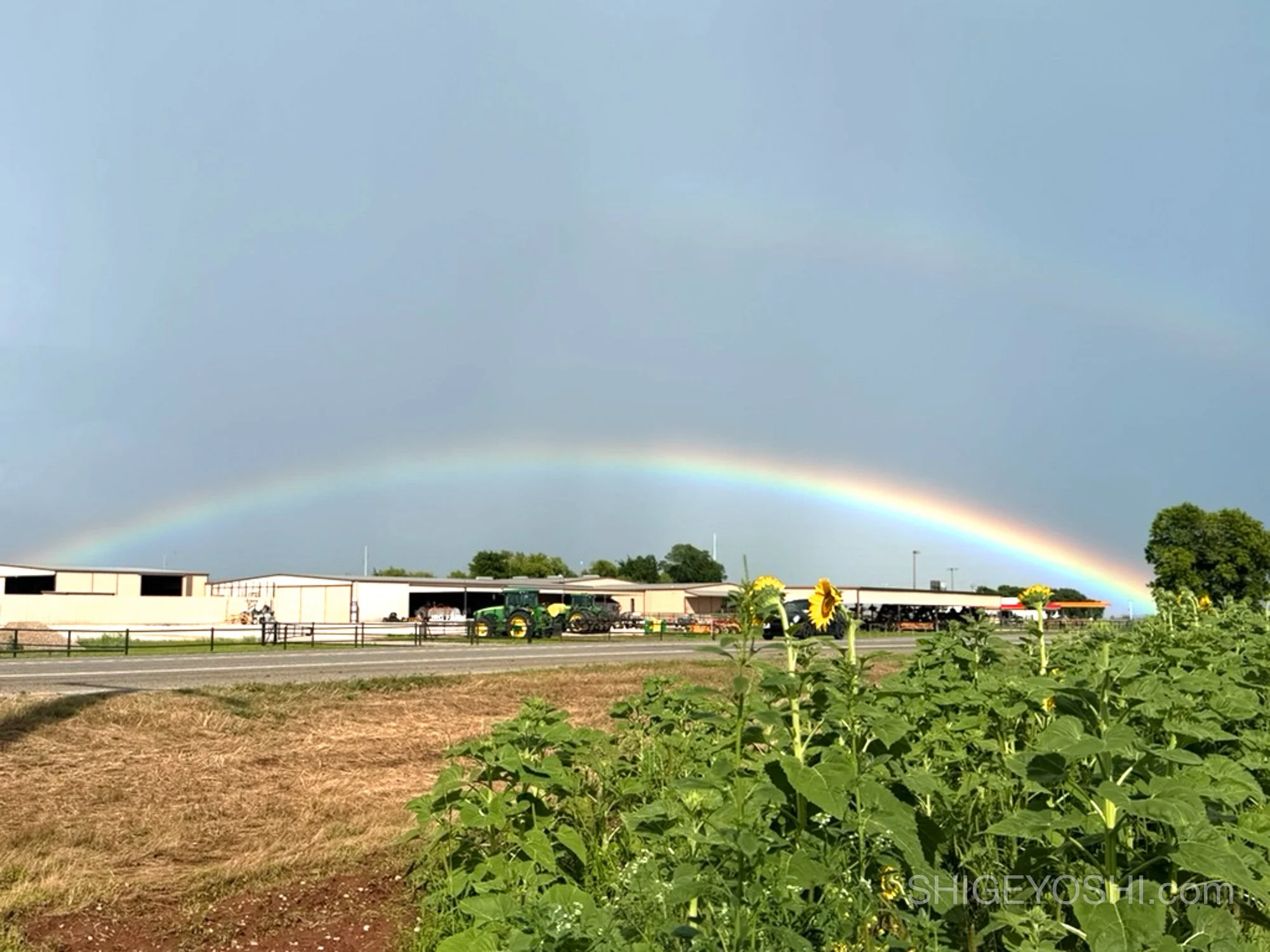 double rainbow arching over a farm with sunflowers in the foreground under a stormy gray sky