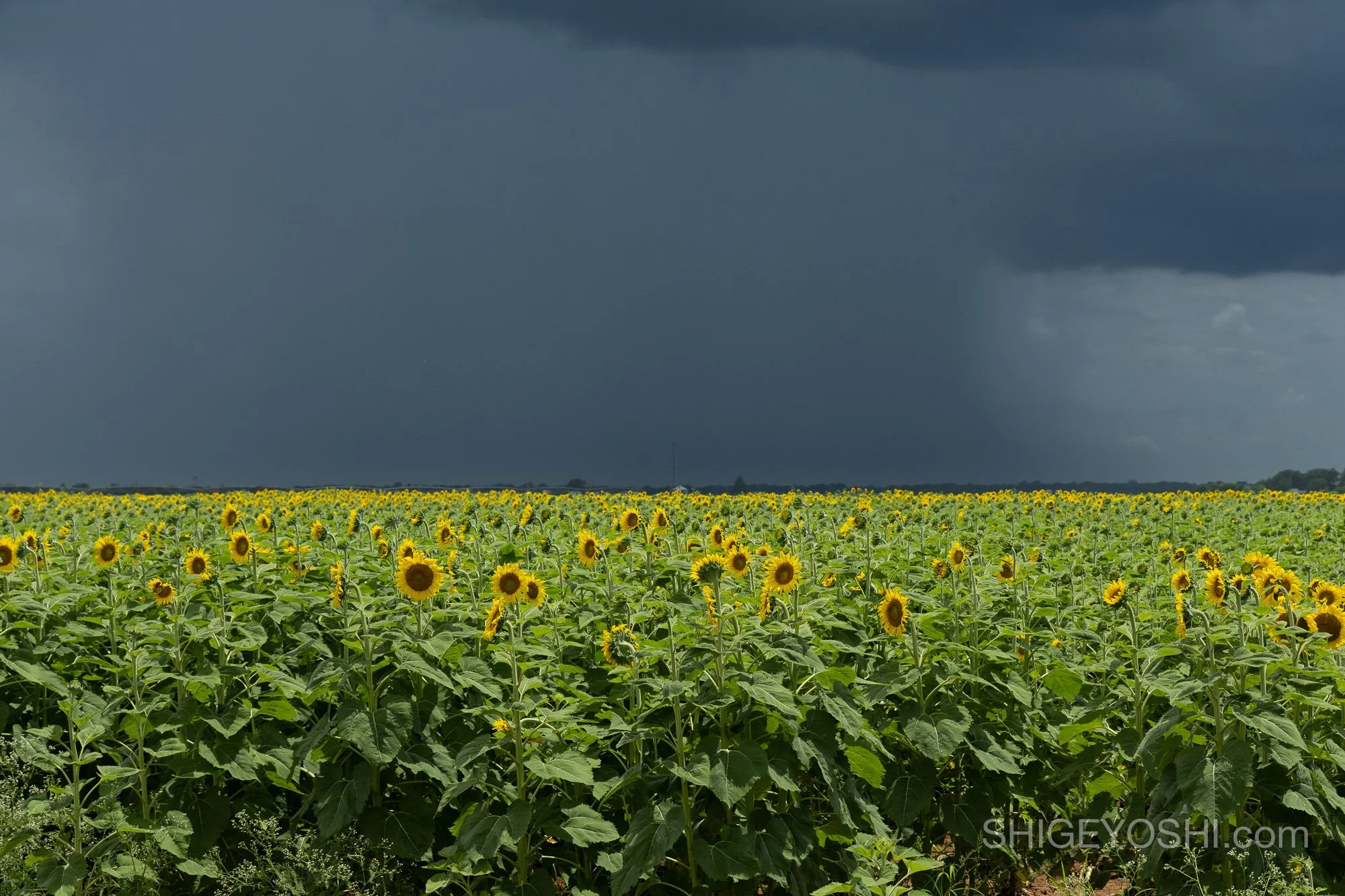 A wall cloud and approaching storm system over a sunflower field in Texas
