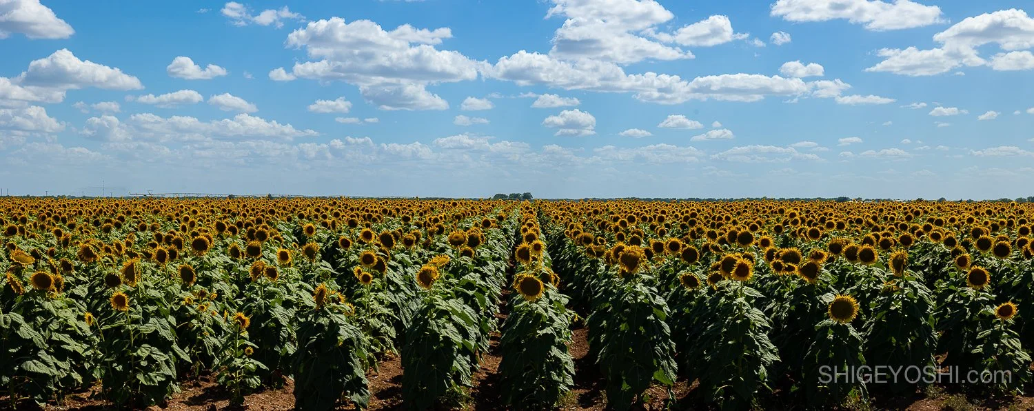 Image of sunflower field