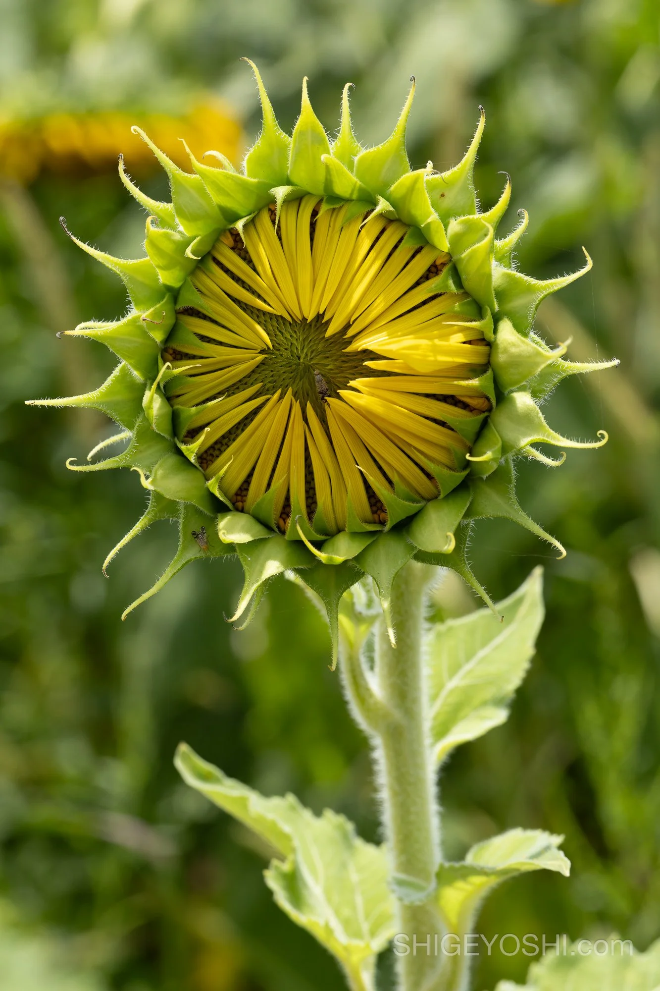 Tightly closed sunflower bud with geometric yellow petal pattern beginning to unfurl, surrounded by green sepals