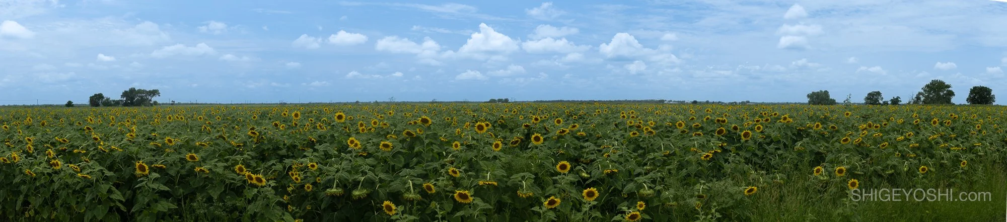 Vast sunflower field stretching to the horizon under a partly cloudy Texas sky