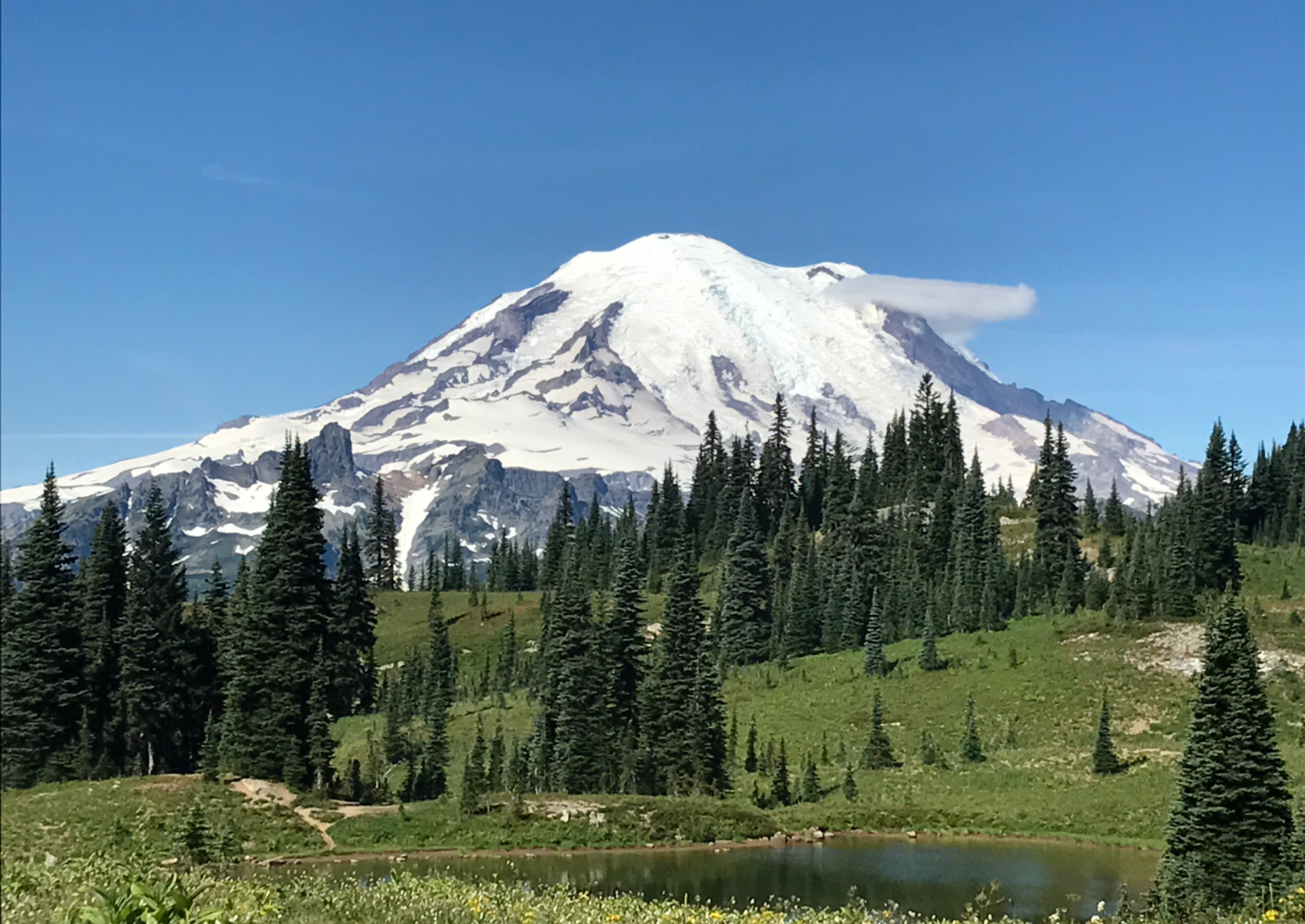 Mount Rainier snow-capped peak above pine forest