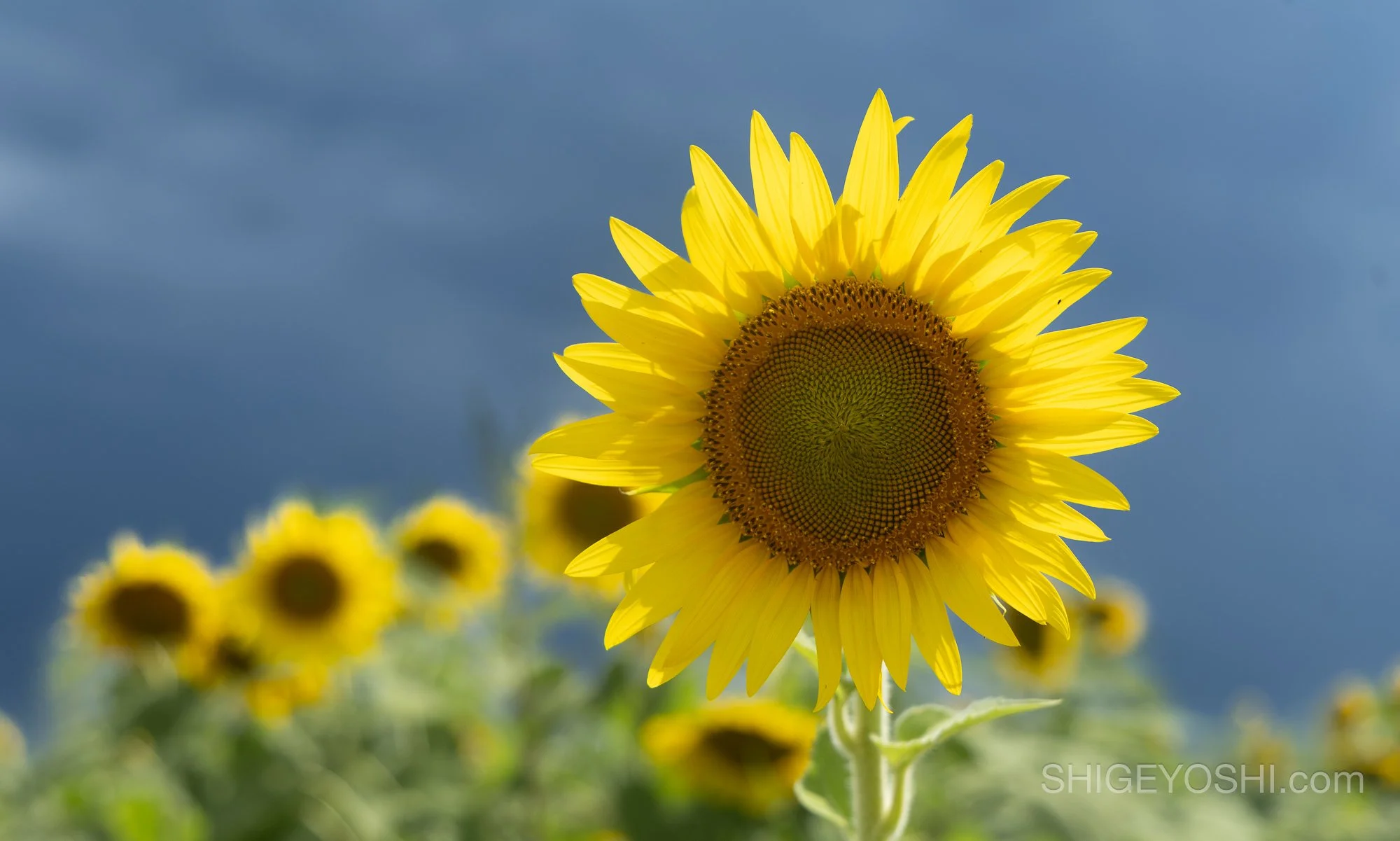 Single sunflower in sharp focus against a dramatic dark blue storm sky