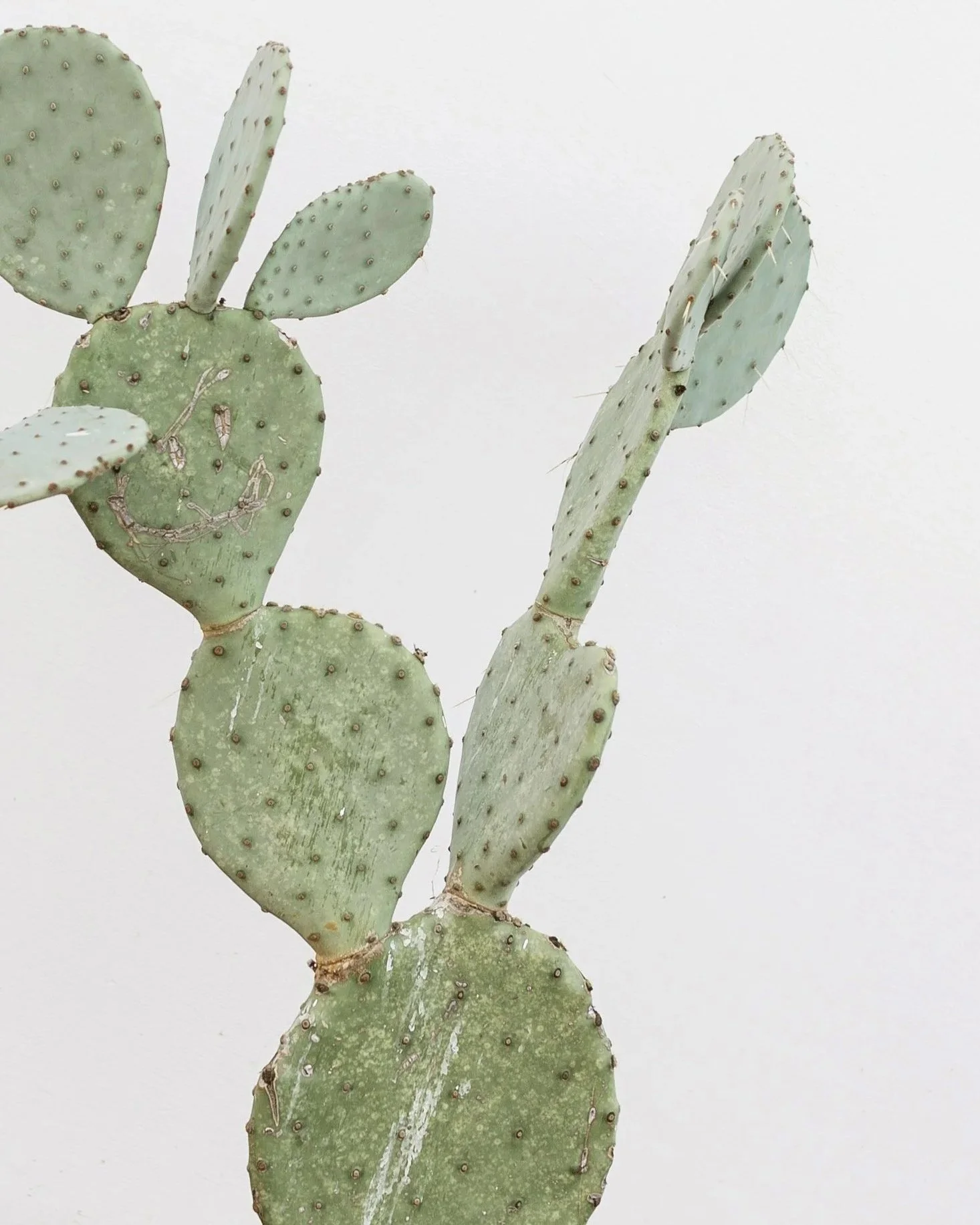 Faded green prickly pear cactus on white wall. Arcadia Women's Wellness Modern Health Practice - Scottsdale Arizona