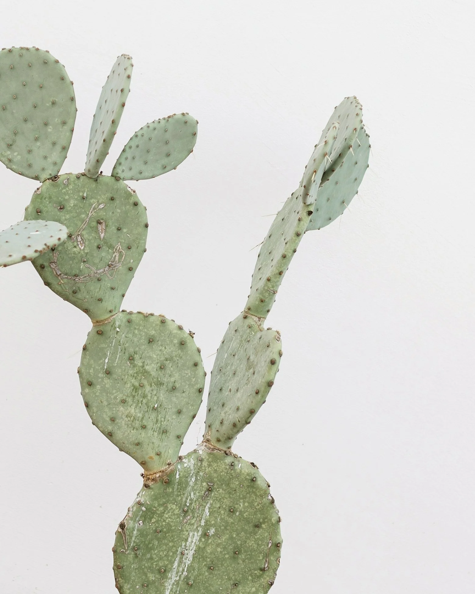 Prickly pear cactus on white background. Arcadia Women's Wellness Modern Health Practice - Phoenix Arizona