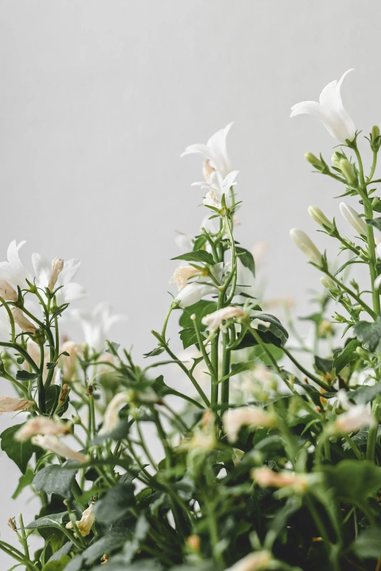 Calming Arizona Flowers - Arcadia Women’s Wellness Menopause and Hormone Therapy - Phoenix Arizona