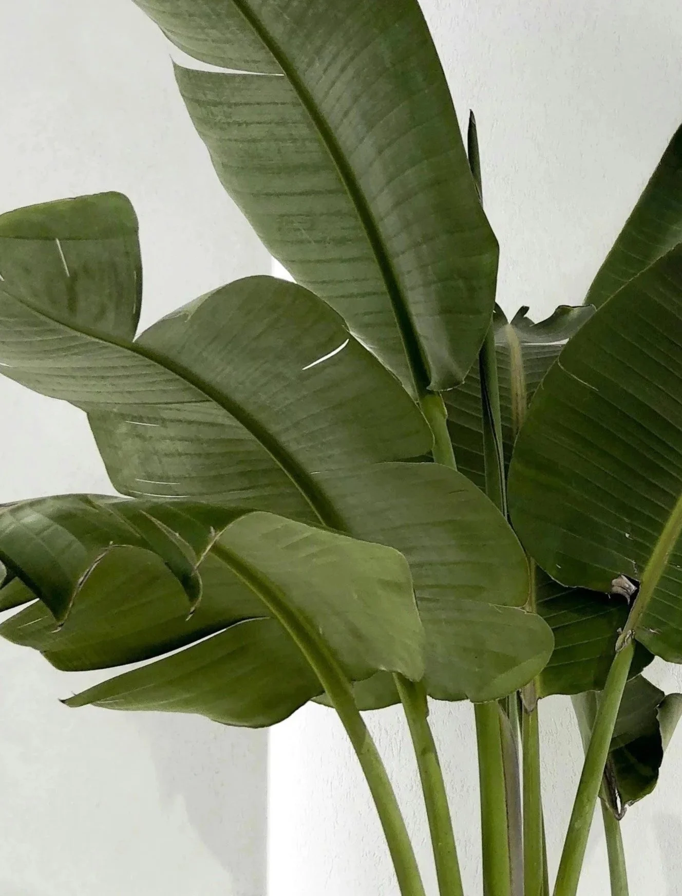 Relaxing green palm tree leaves on white background. Arcadia Women’s Wellness Weight Management and GLP1 Support - Phoenix Arizona
