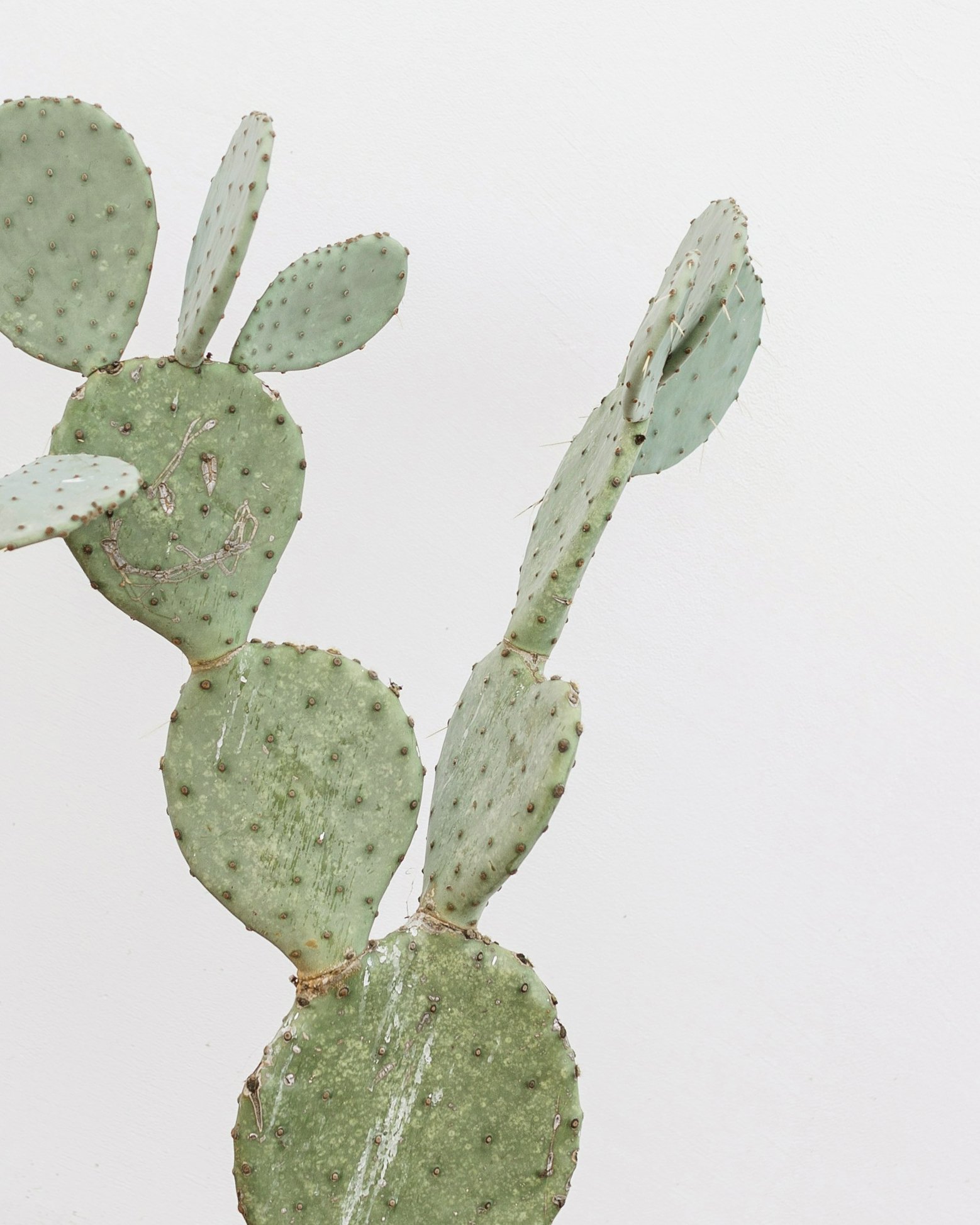 Prickly Pear Cactus in front of white wall. Arcadia Women's Wellness.