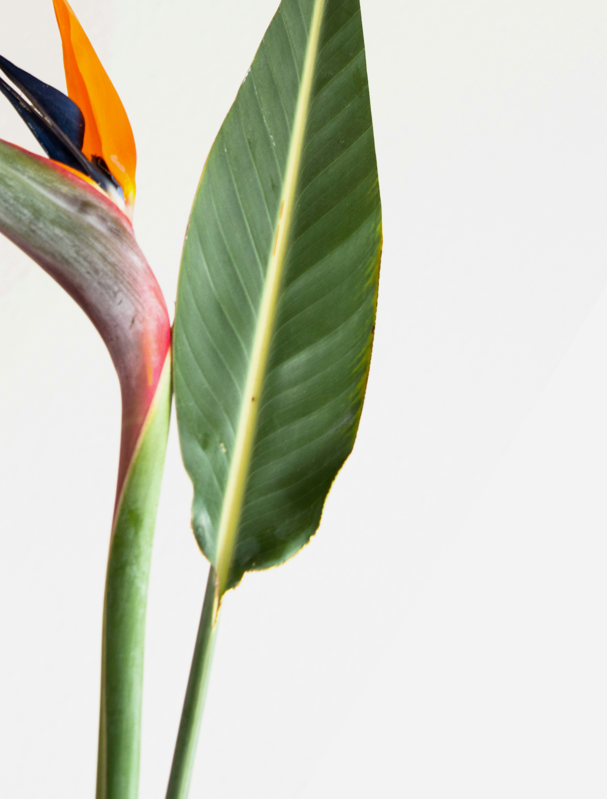 Birds of paradise flower on white background. Arcadia Women's Wellness Modern Health Practice - Phoenix Arizona
