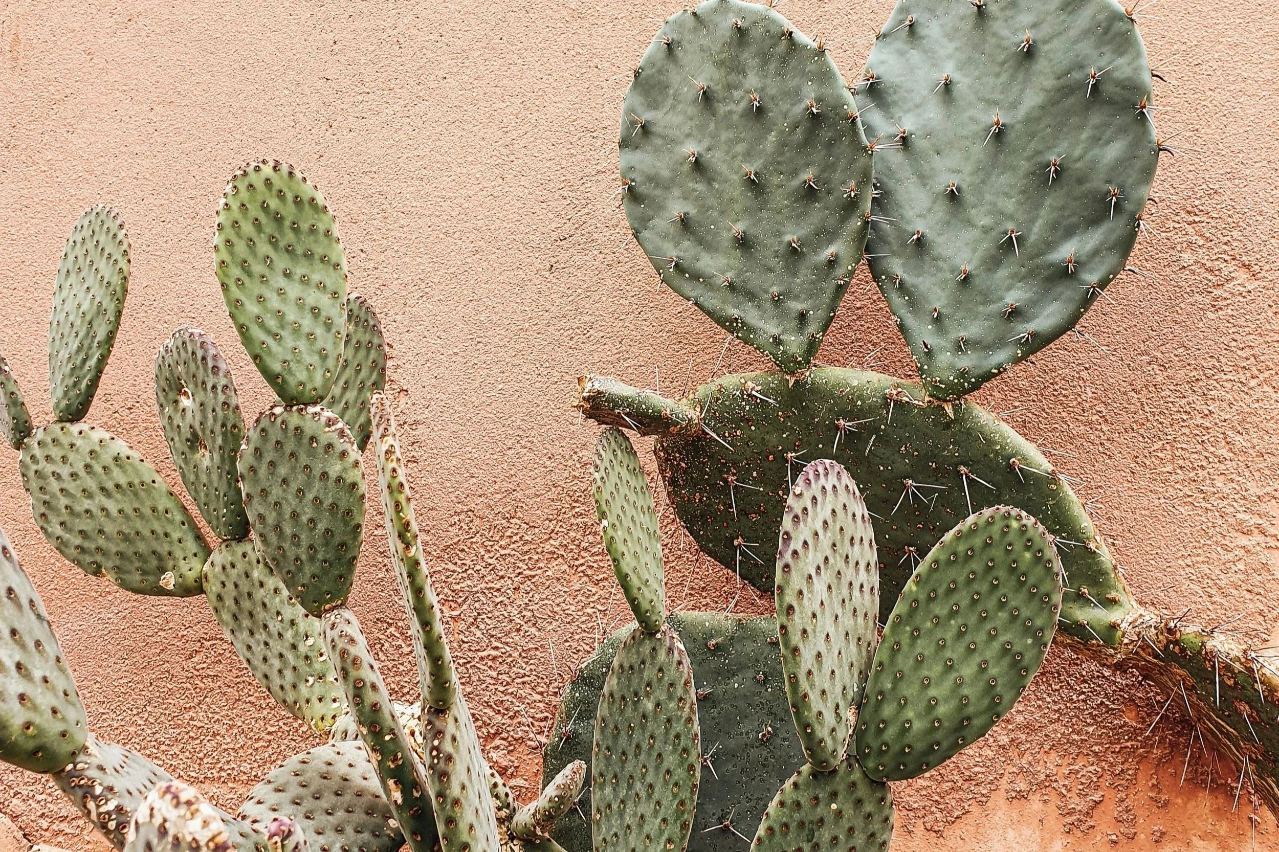 Prickly Pear Cactus on cream background - Arcadia Women's Wellness Modern Health Practice - Phoenix Arizona
