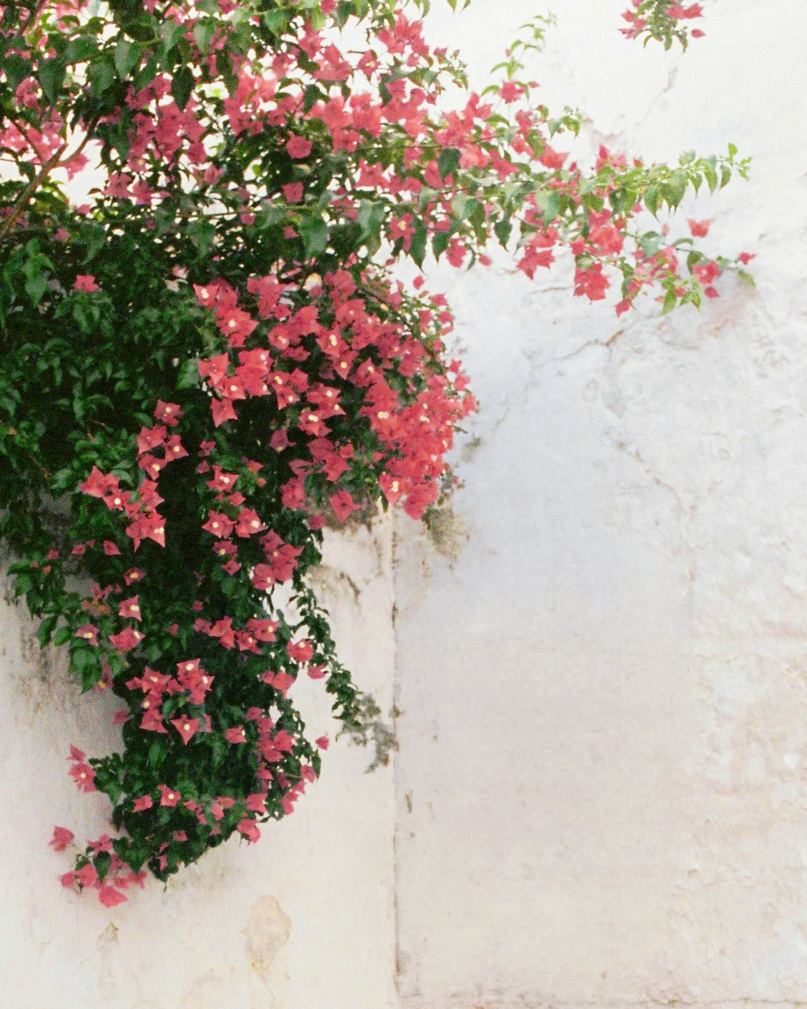 Pink Bougainvillea flowers next to a white concrete wall. Arcadia Women’s Wellness Gynecology & Preventive Care - Phoenix Arizona