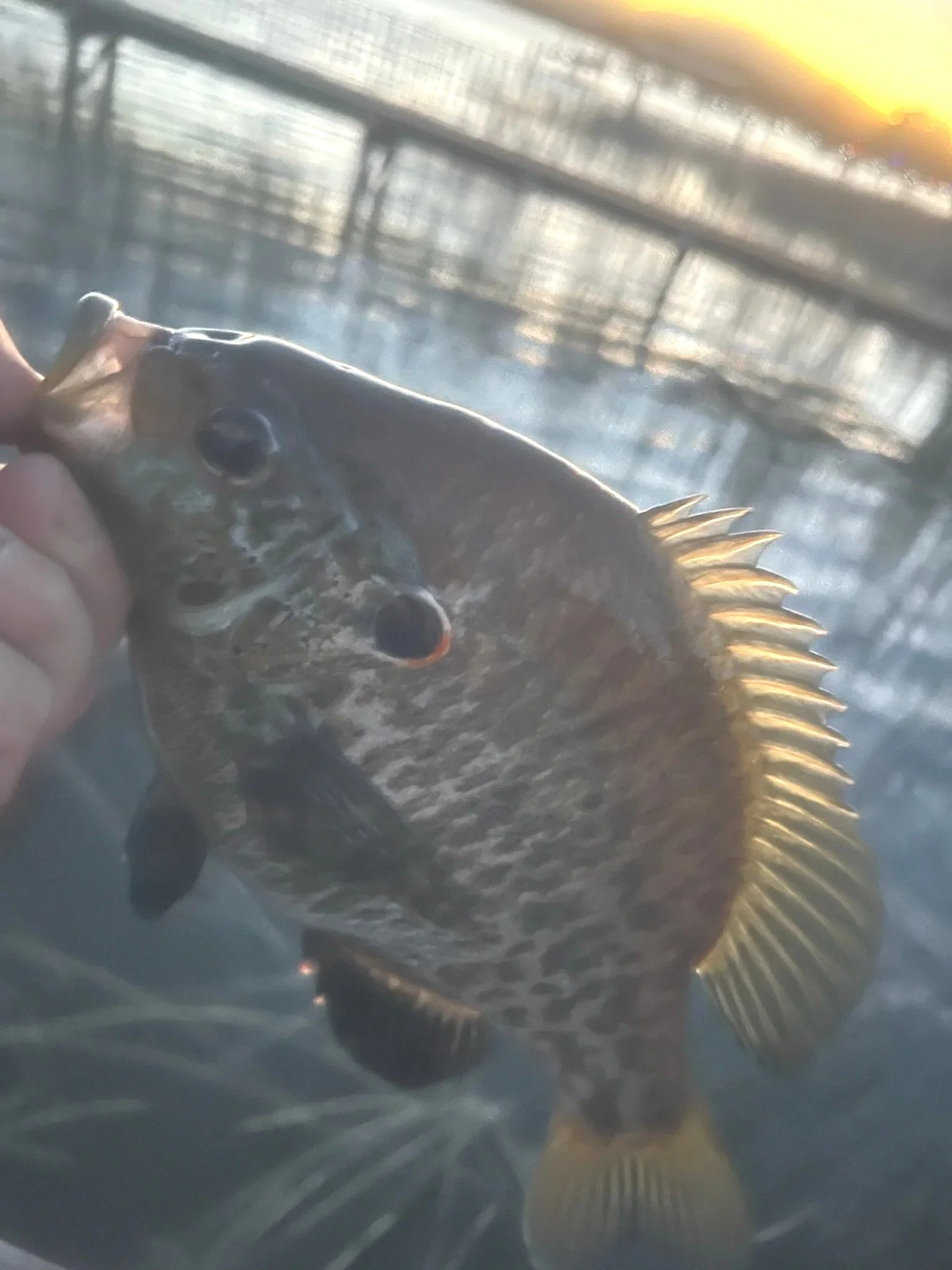 Crappie.jpg