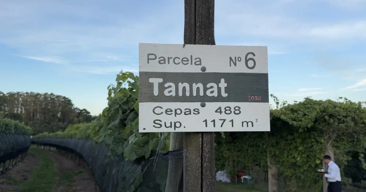 A sign in a vineyard reads 'Parcela No 6 Tannat 2008 Cepas 488 Sup. 1171 m²'. There is a person on the right side of the image with a tablet, and the vineyard has green vines and a sky with some clouds.