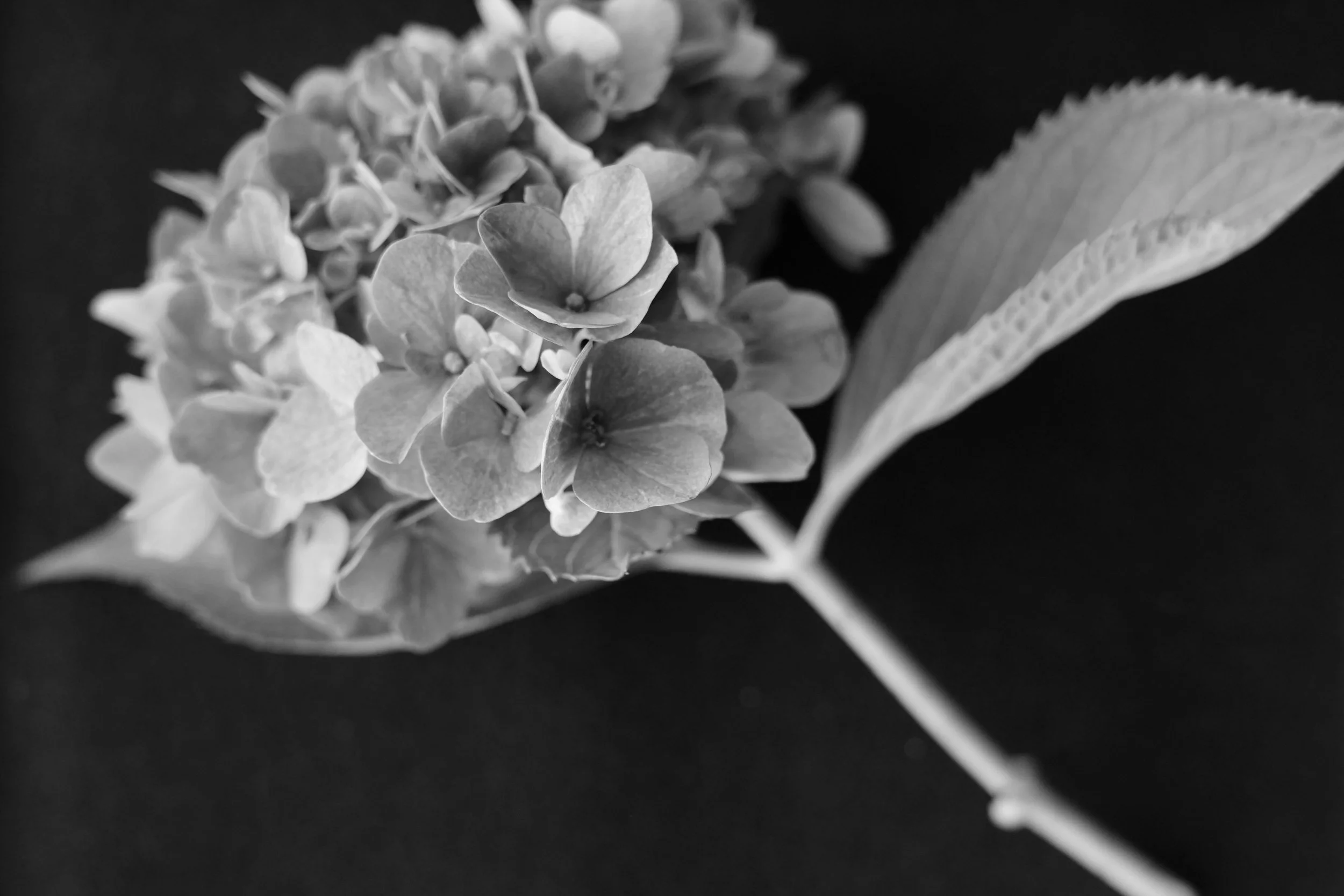 Hydrangea 1.JPG