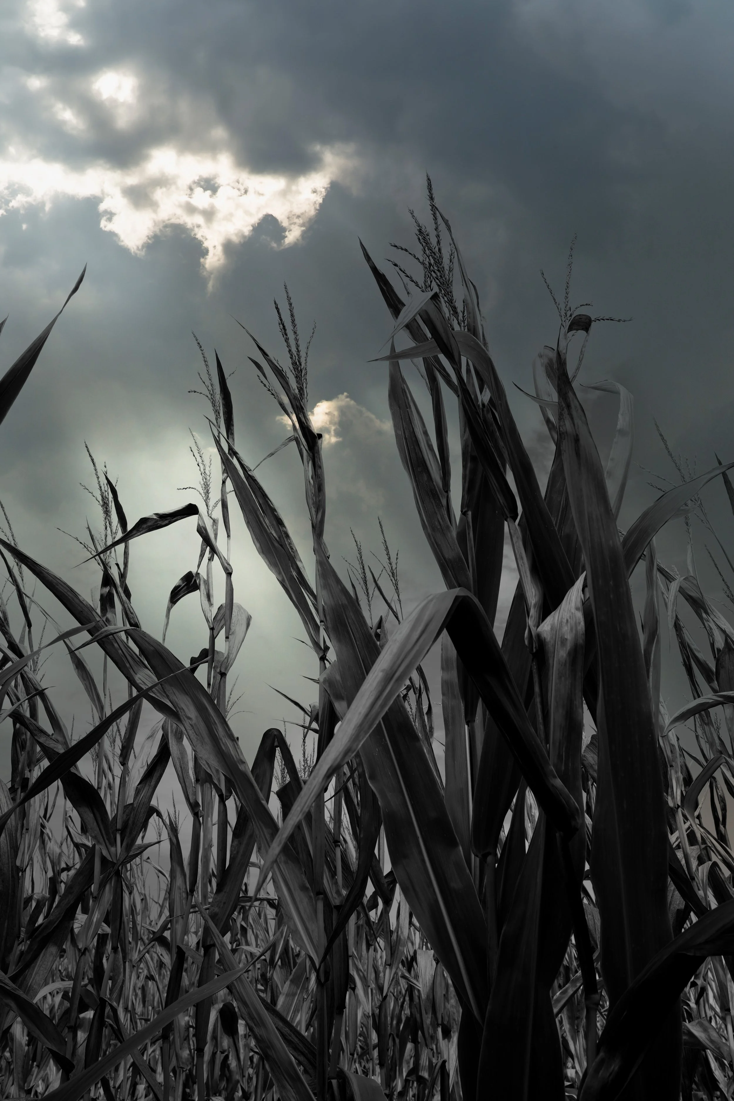 Stormy Sky Corn.jpg