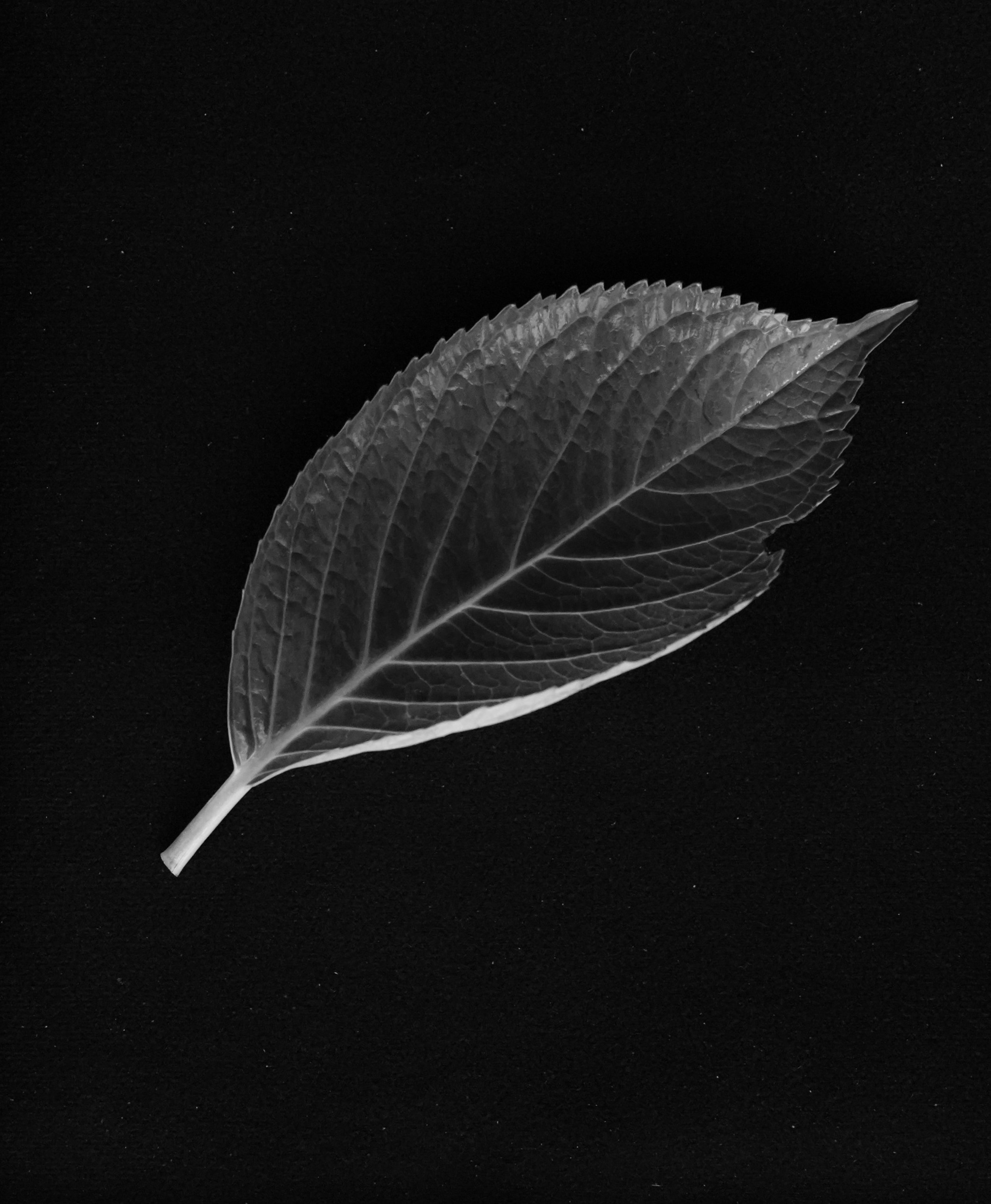Leaf.JPG