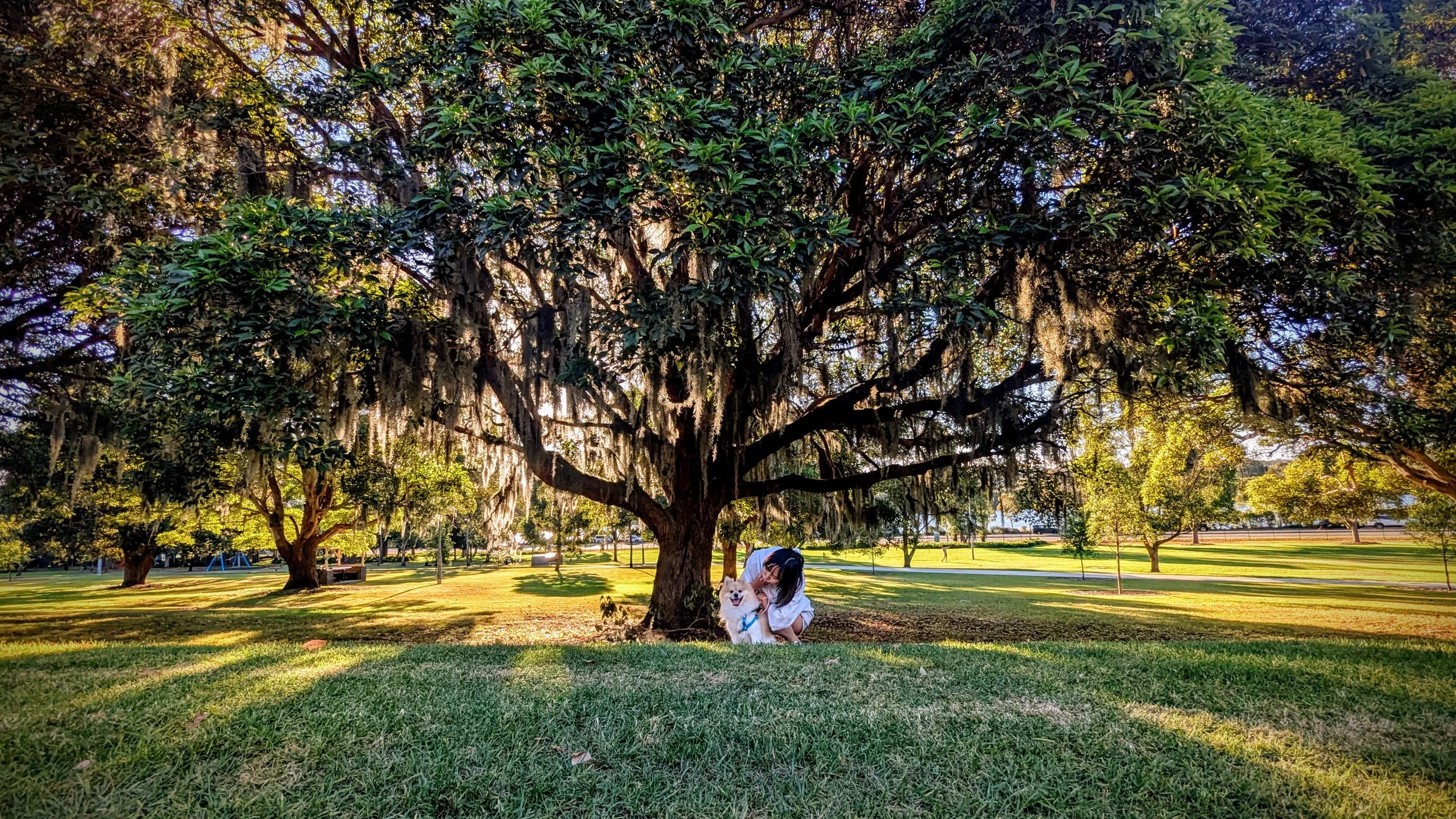 Woman hugging a small white dog under a large tree in a park with green grass and other trees in the background.