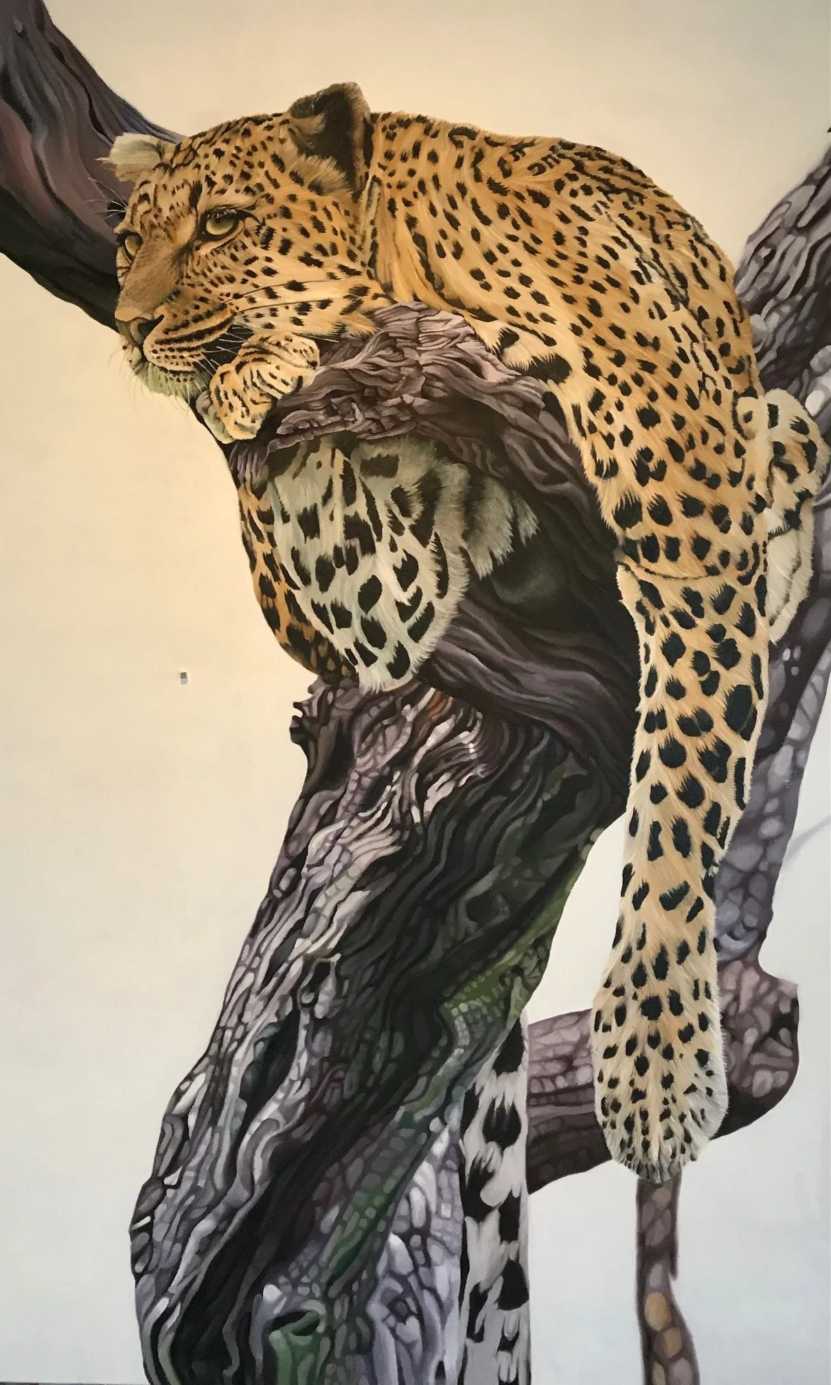 Leopard Resting, 36x60, Oil