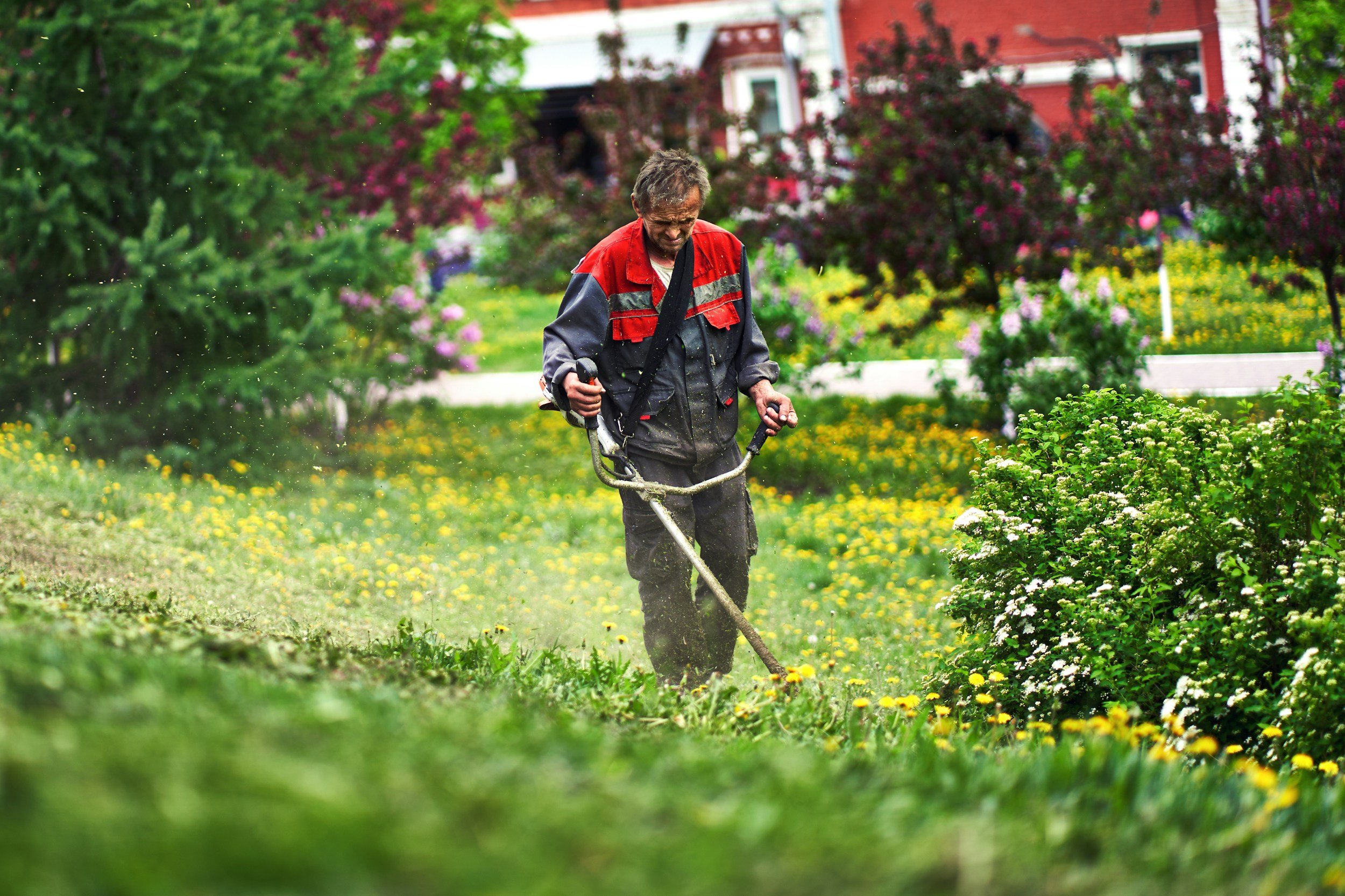 Man cutting grass with a string trimmer in a garden filled with flowering bushes and trees, with a red house in the background.