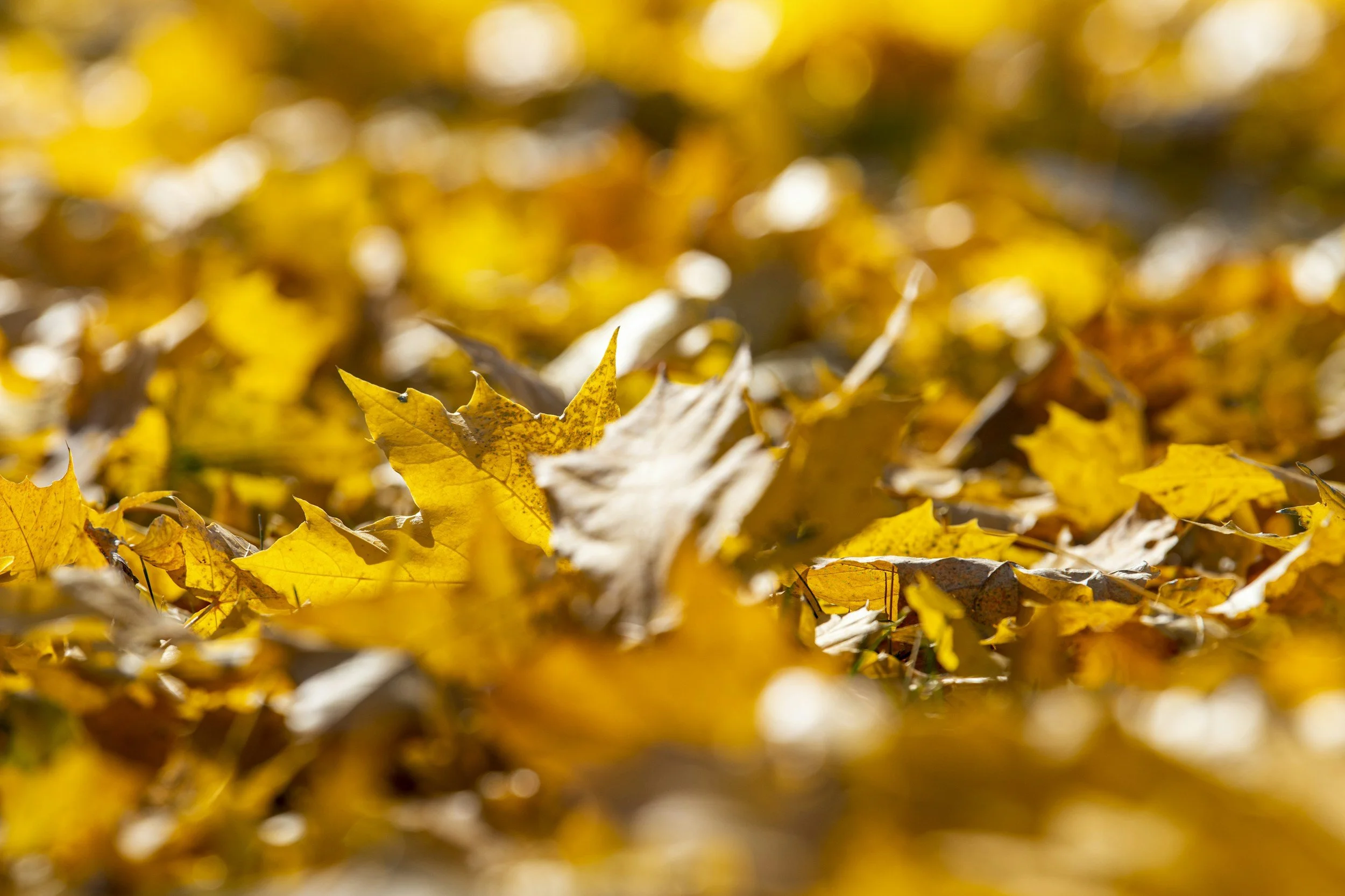 A close-up of yellow and brown fallen autumn leaves on the ground, with some blurred leaves in the background.